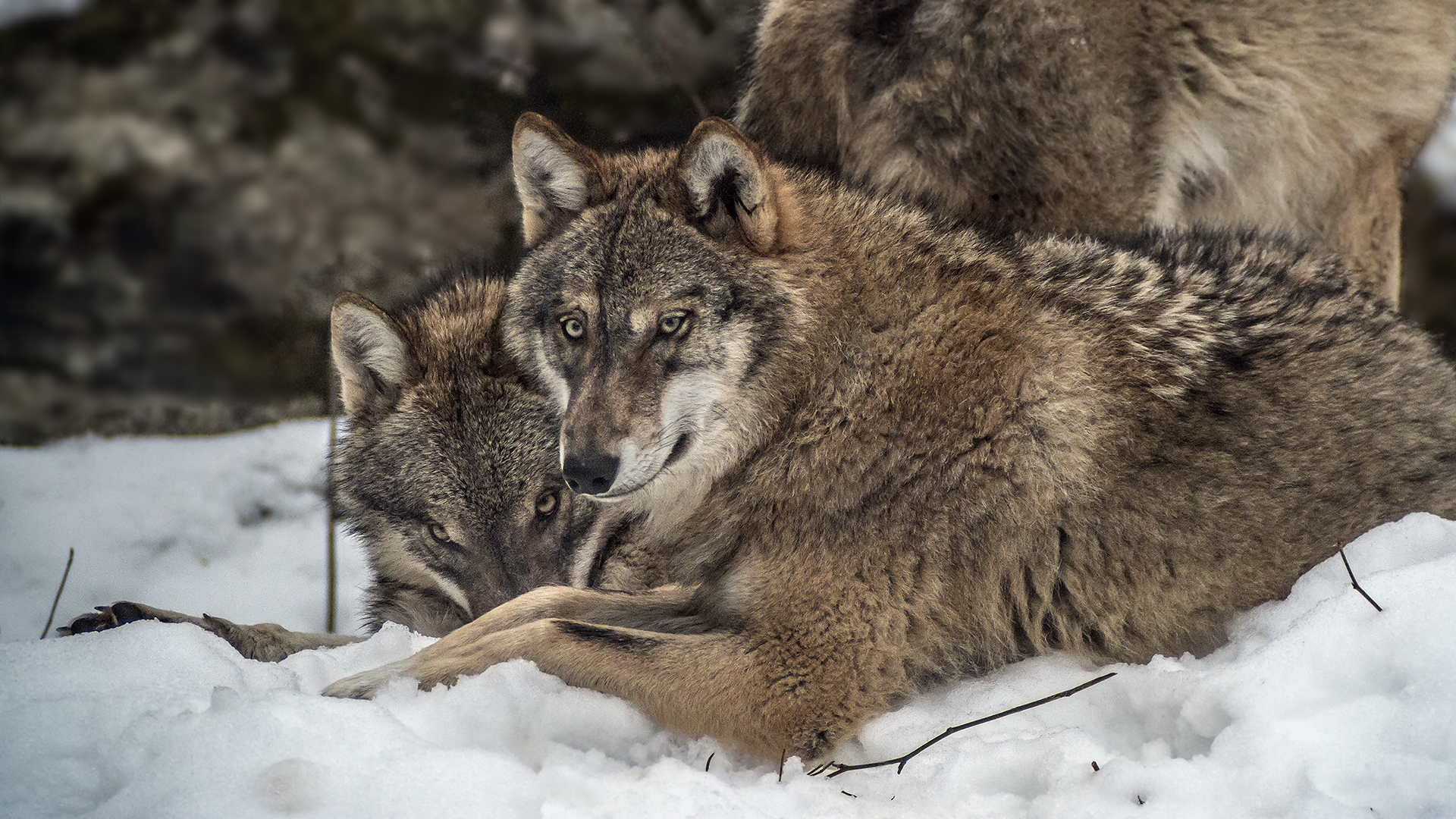 Grauwolf - beobachtet im NP Bayerischer Wald, Tierfreigelände.