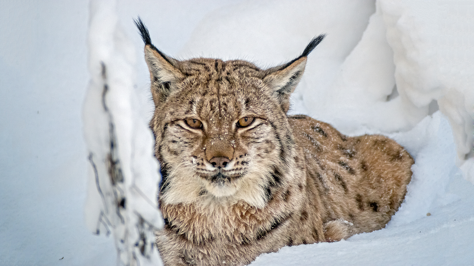 Luchs (lynx) - beobachtet im NP Bayerischer Wald, Tierfreigelände.