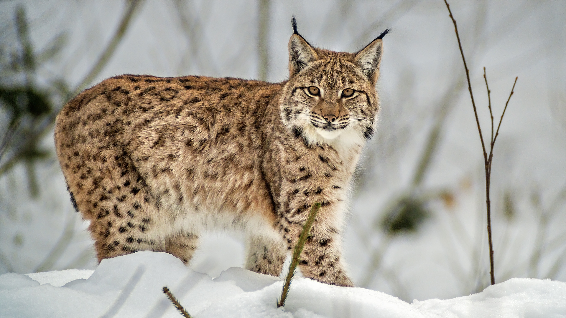 Luchs (lynx) - beobachtet im NP Bayerischer Wald, Tierfreigelände.