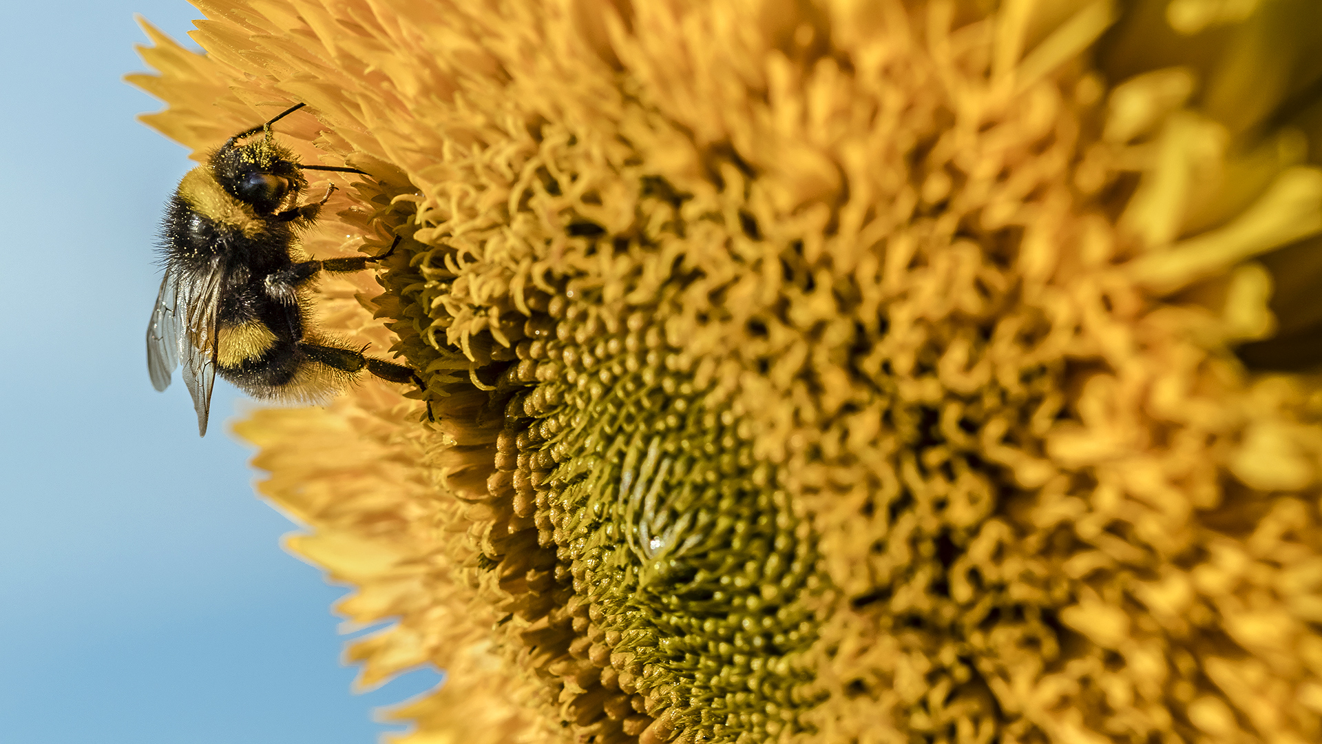 Altweibersommer