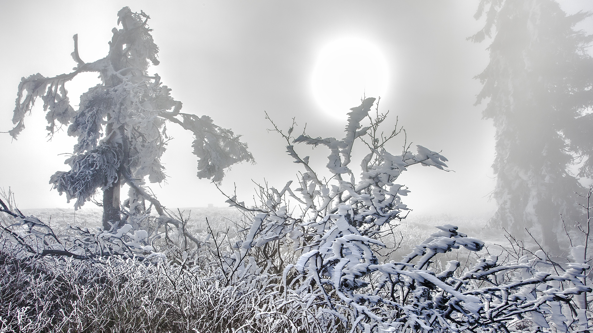 Väterchen Frost schafft einen einmaligen Märchenwald auf dem Großen Feldberg im Taunus.