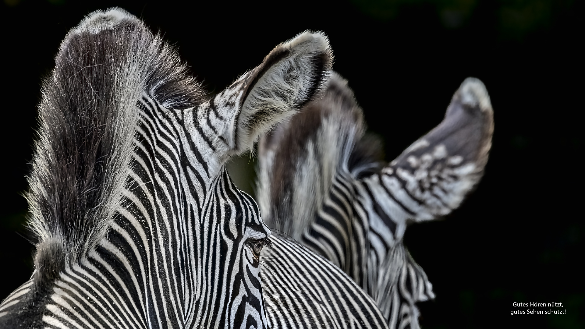 Grevy-Zebras