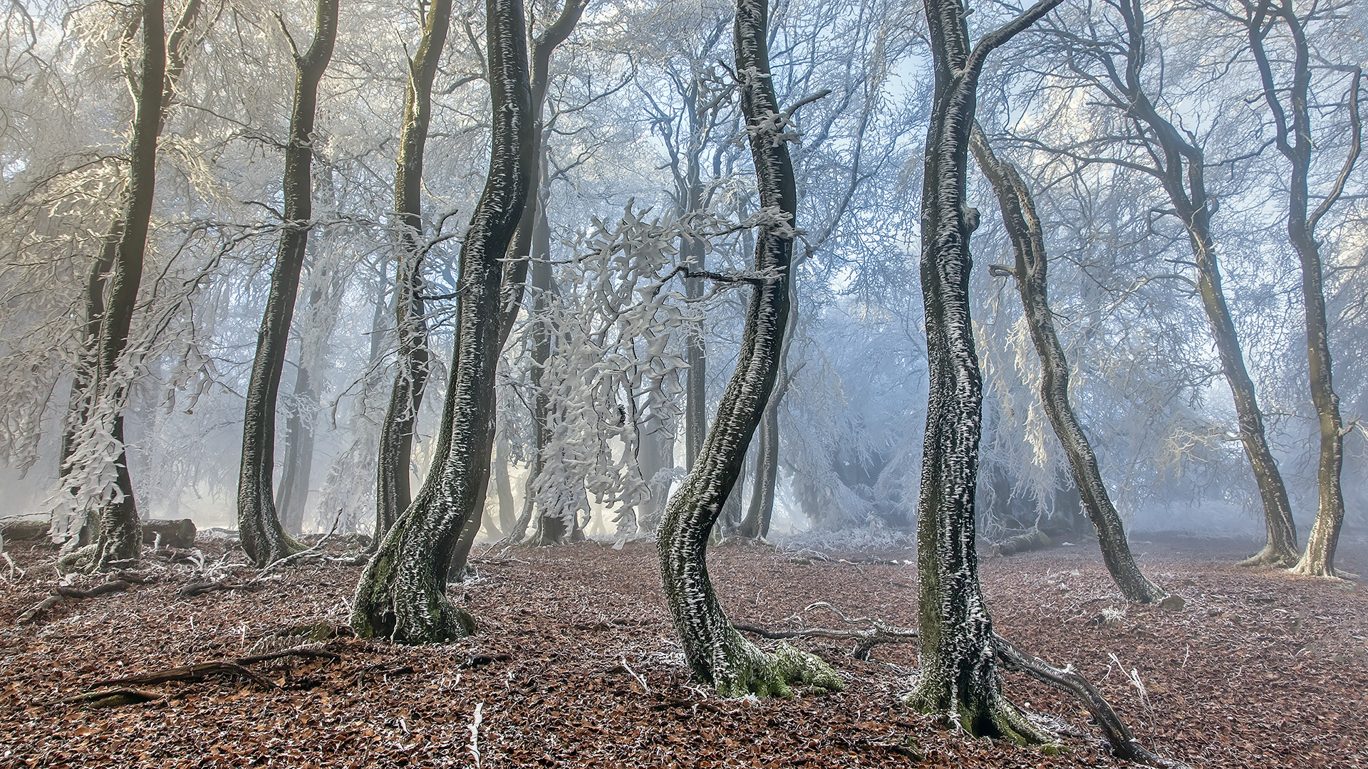 Väterchen Frost schafft einen einmaligen Märchenwald auf dem Großen Feldberg im Taunus.