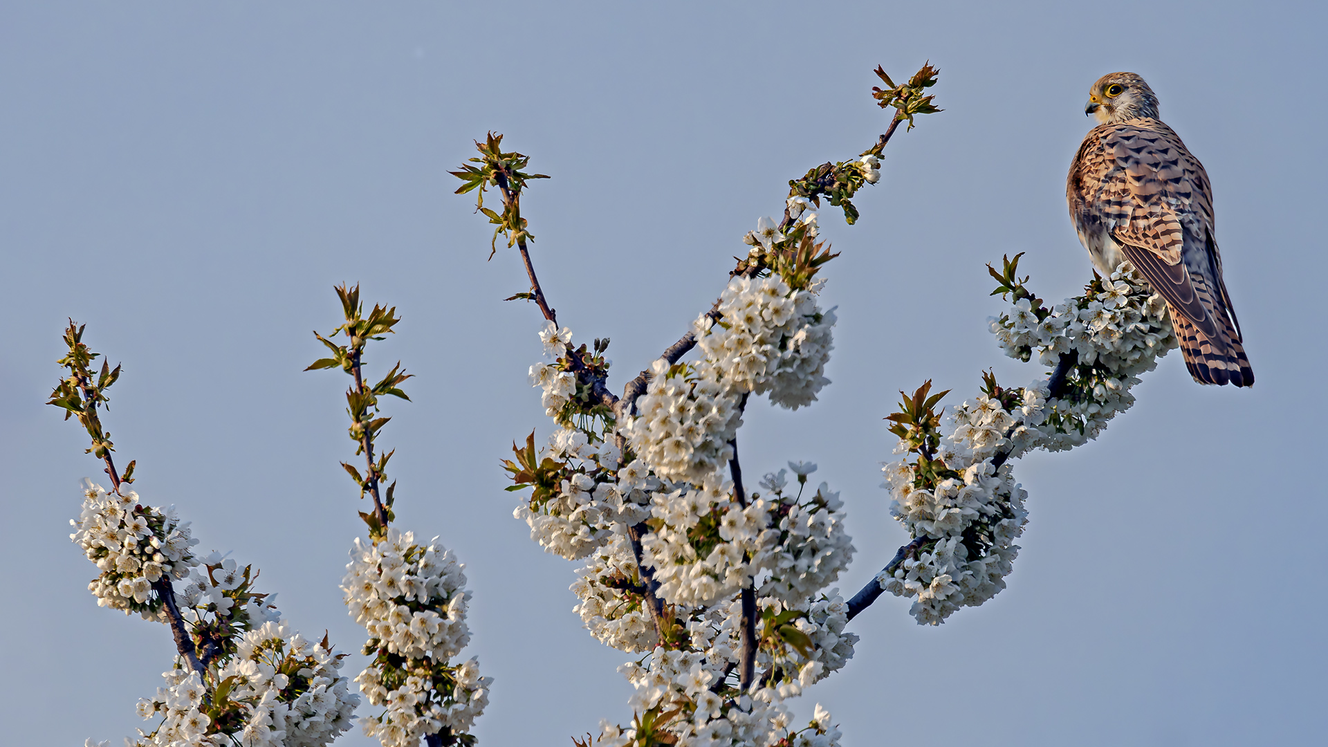 Turmfalke männlich (Terzel).