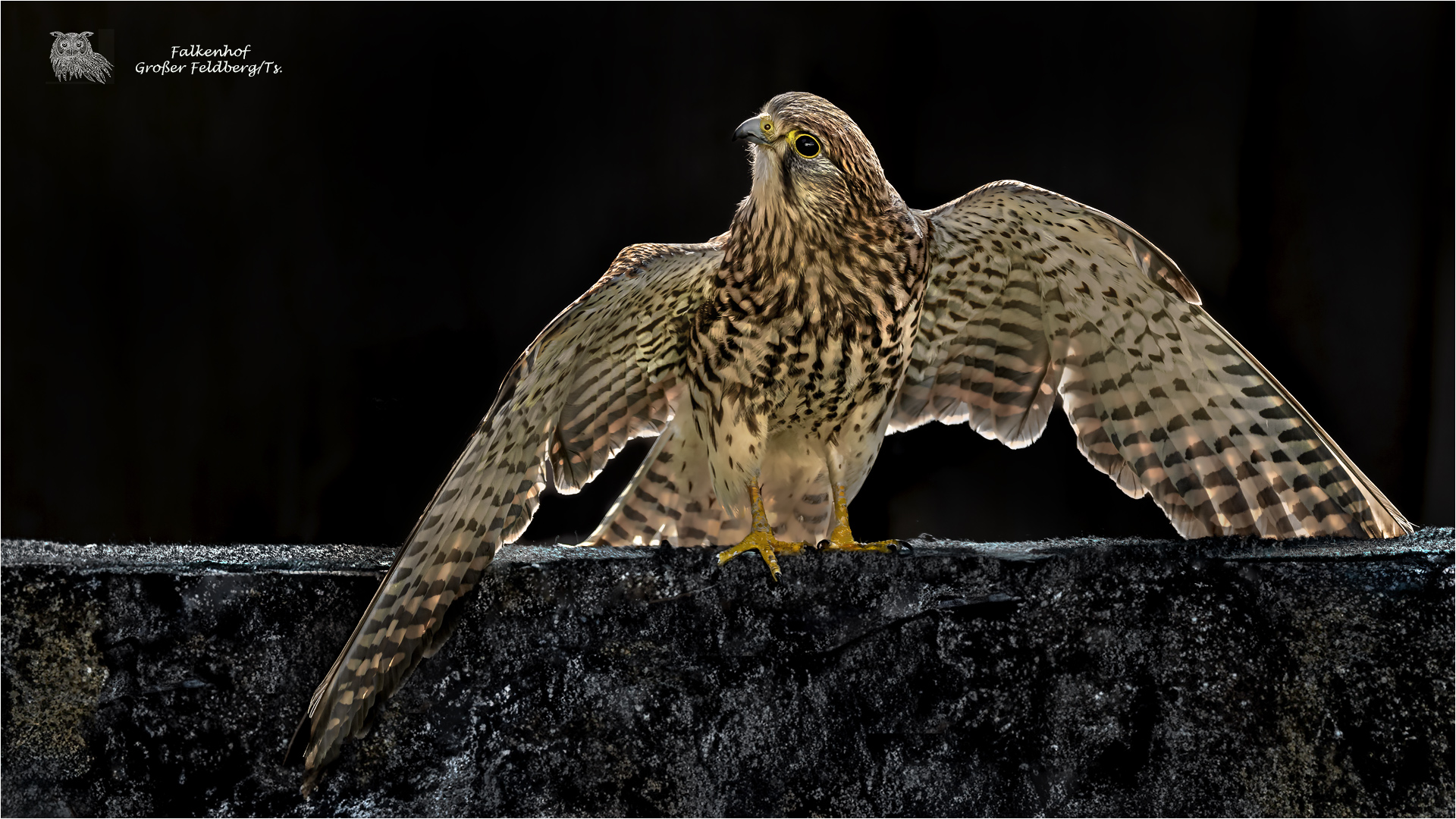 Turmfalke, weiblich.