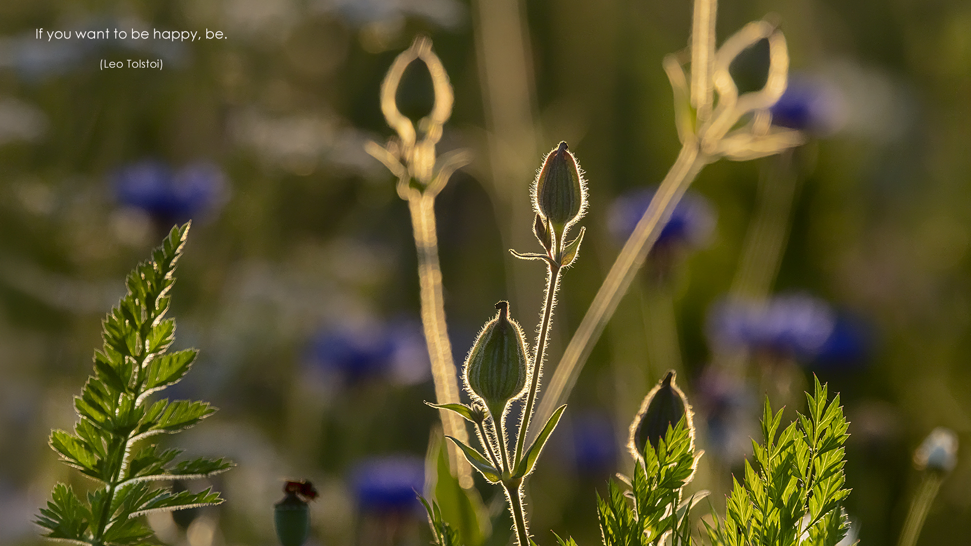 If you want to be happy