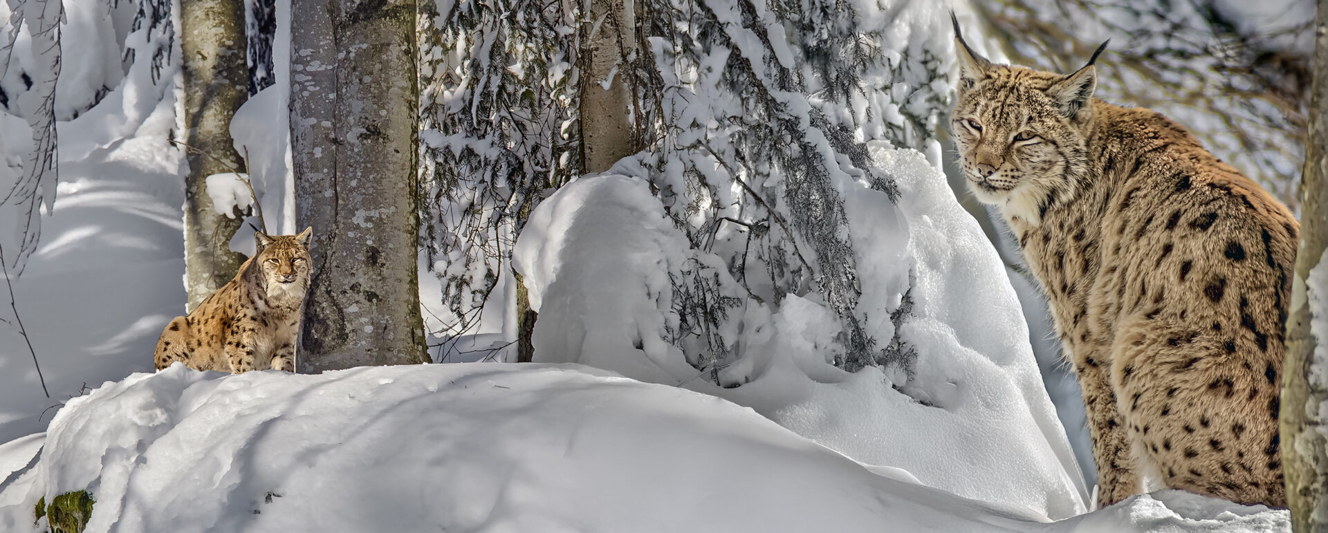 Europäischer Luchs, Freigehege NP Bayerischer Wald.