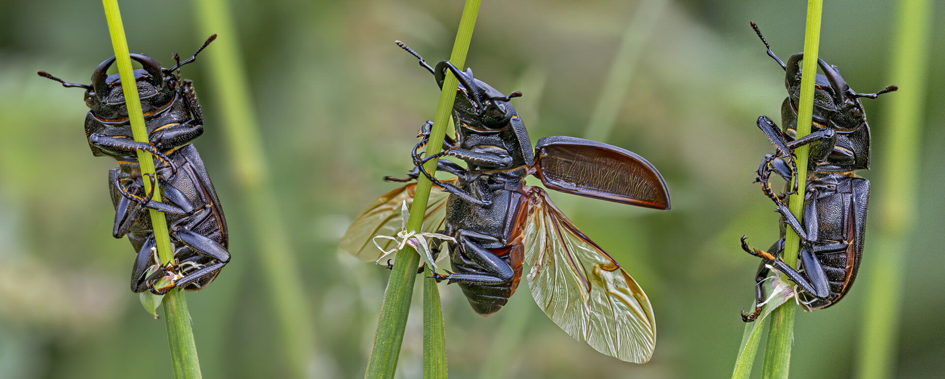 Dorcus parallelipipedus (Balkenschröter)