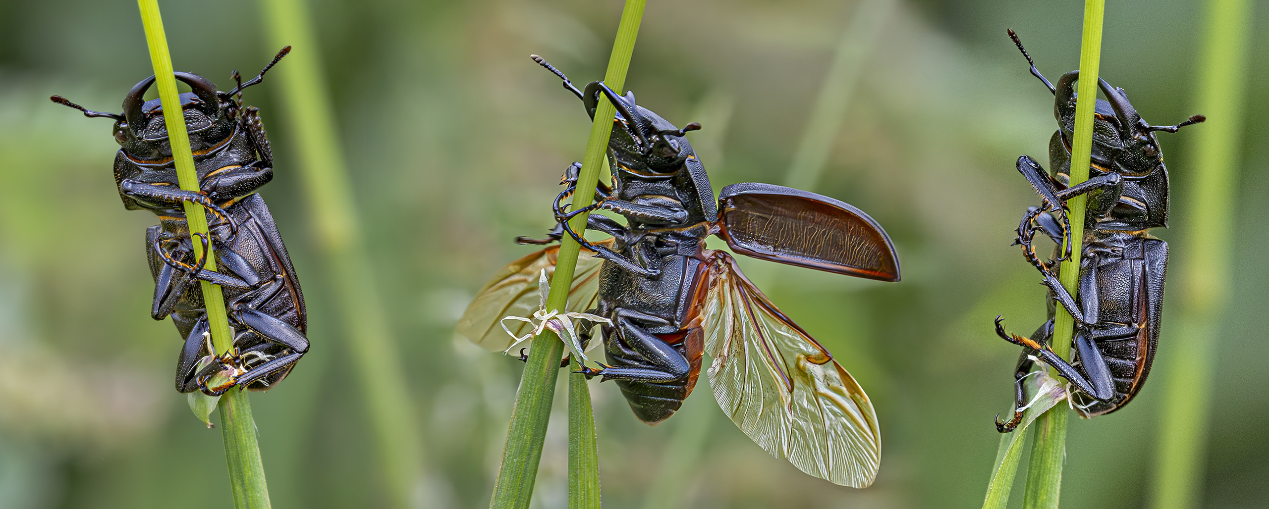 Dorcus parallelipipedus (Balkenschröter); Familie der Hirschkäfer (Schröter).