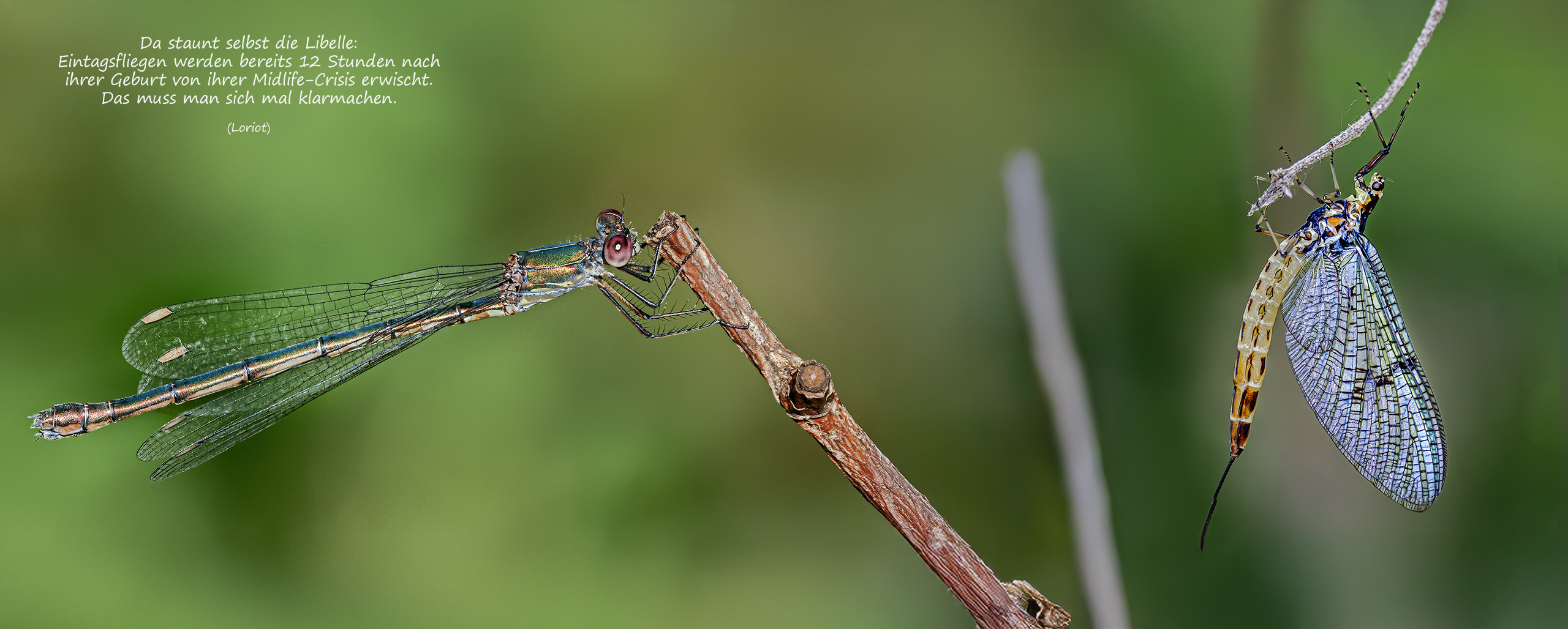 Teichjungfer fixiert Eintagsfliege.