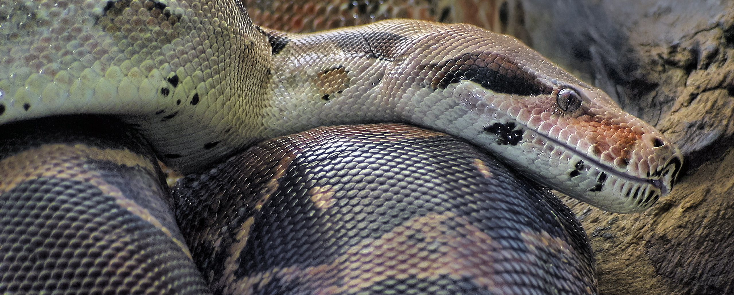 Boa Constrictor