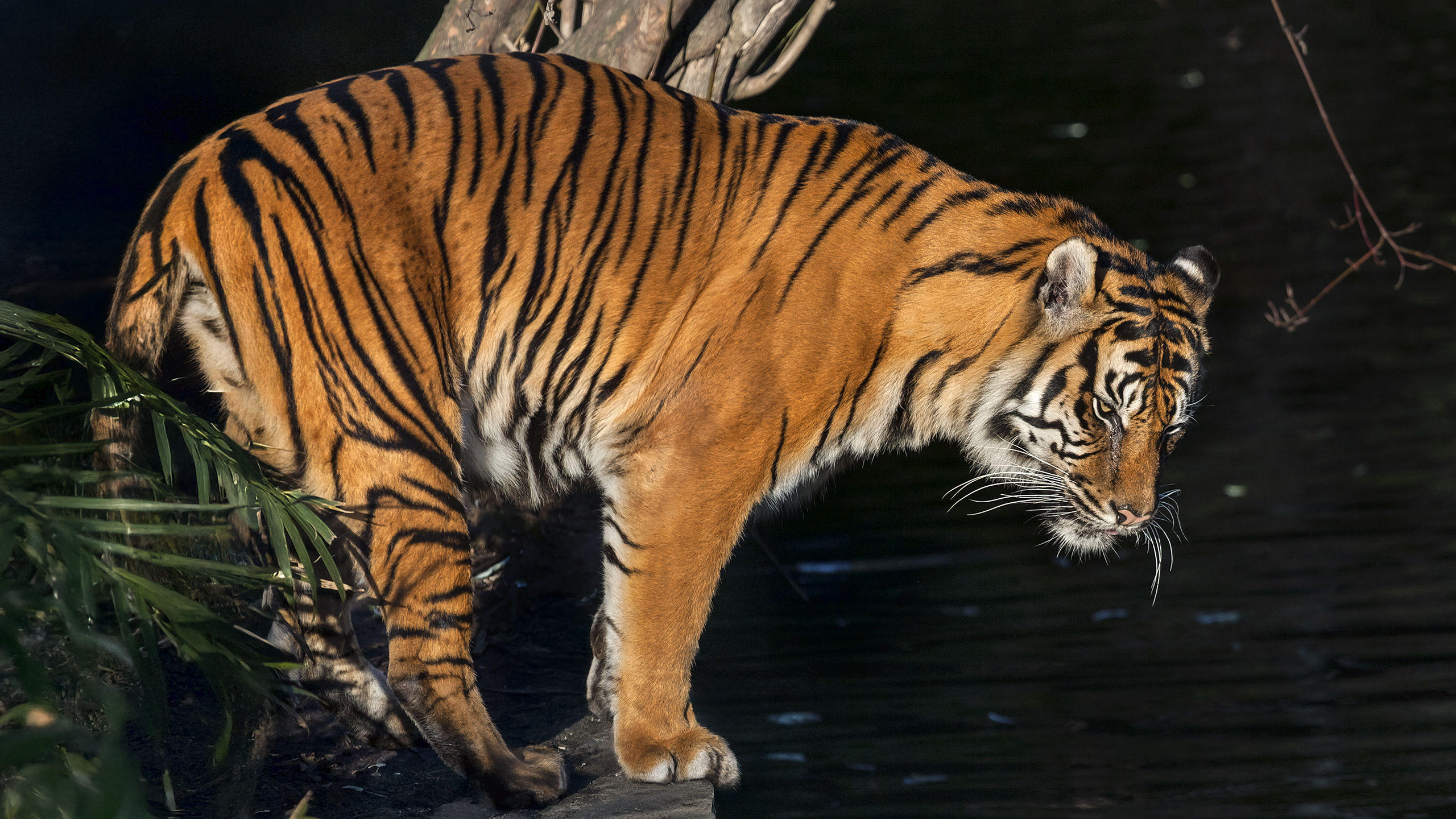 Sonnenbad versus Wasserbad - Tiger mögen beides!