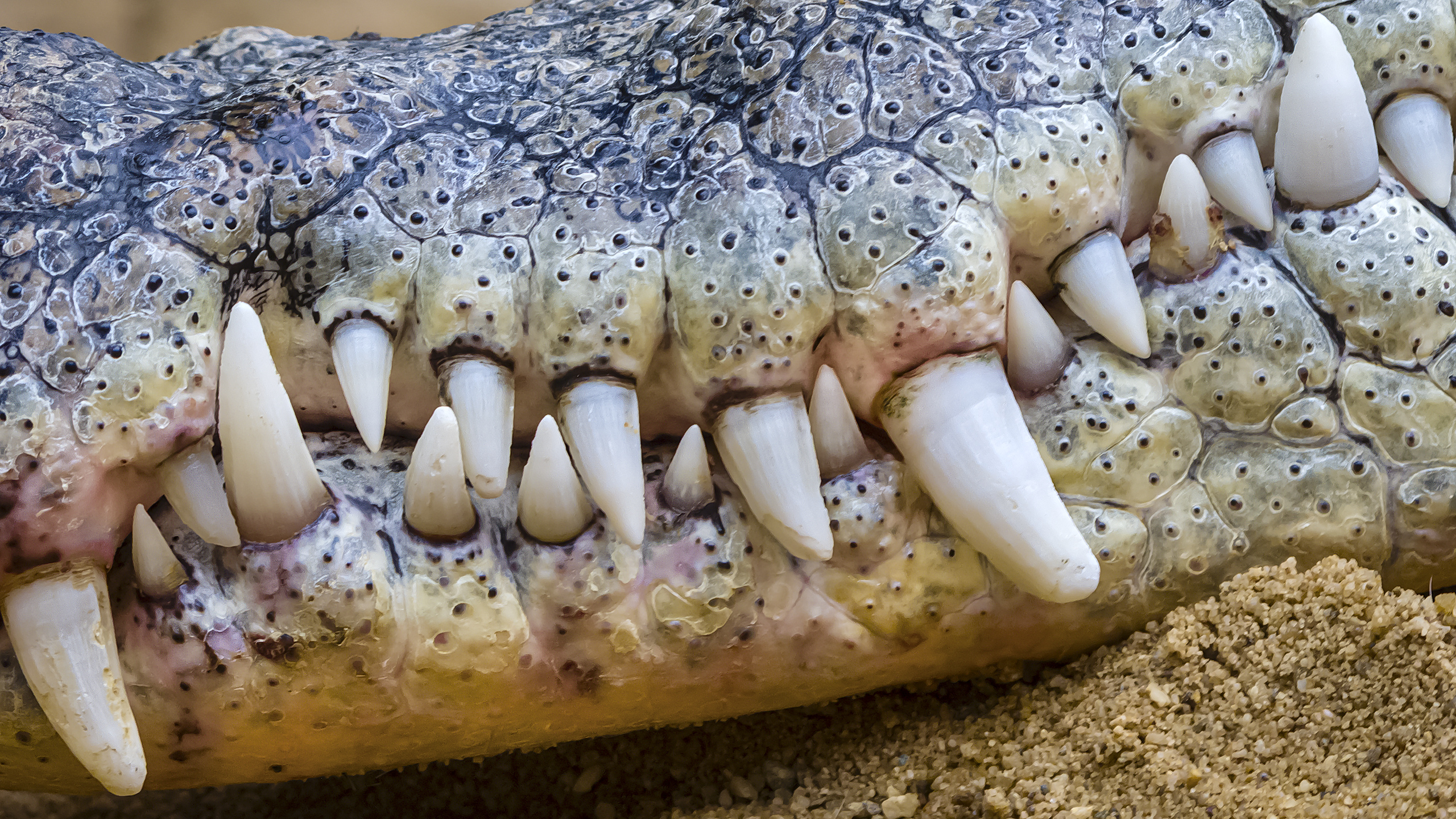 Nilkrokodil