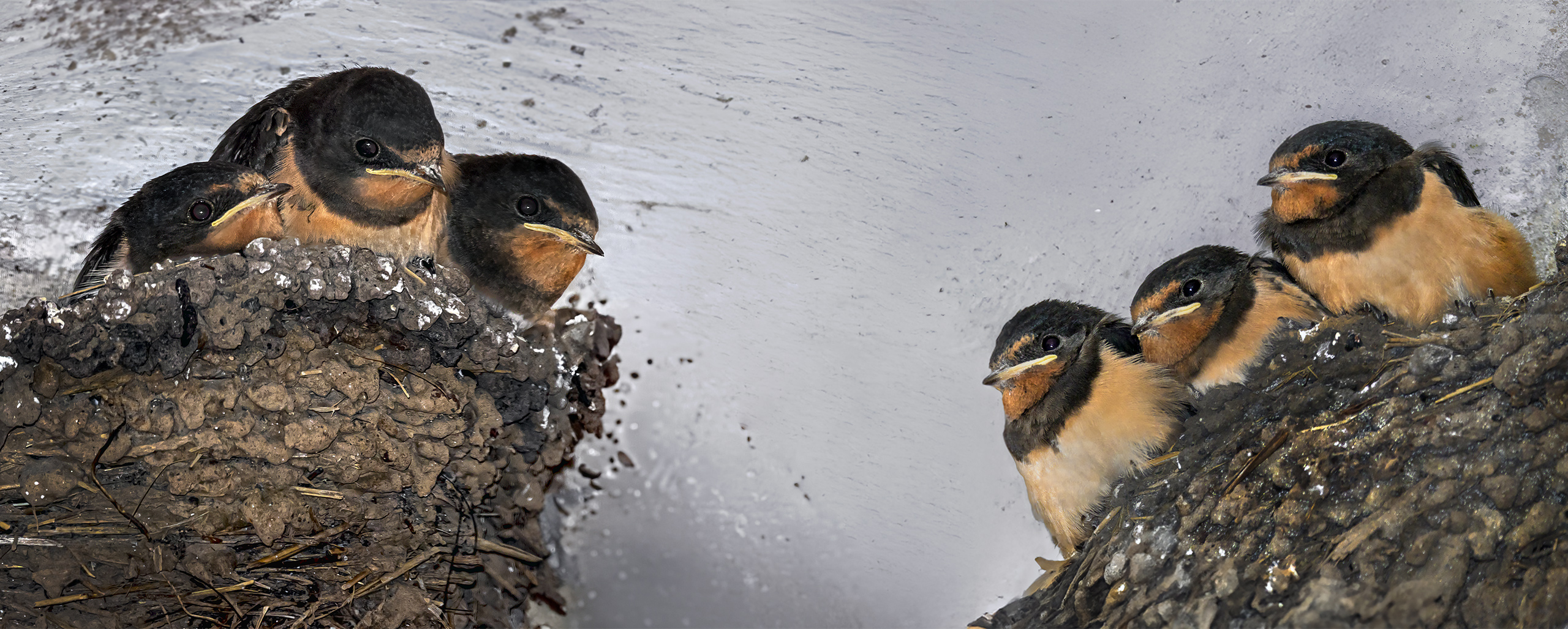 Rauchschwalben kurz vor dem Abflug in den Süden.