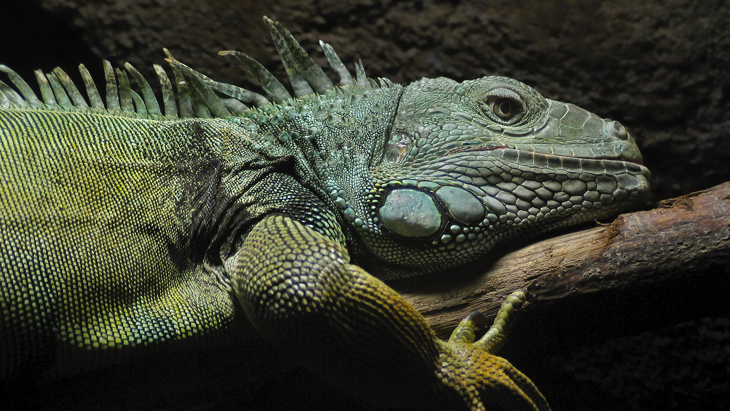 Grüner Leguan