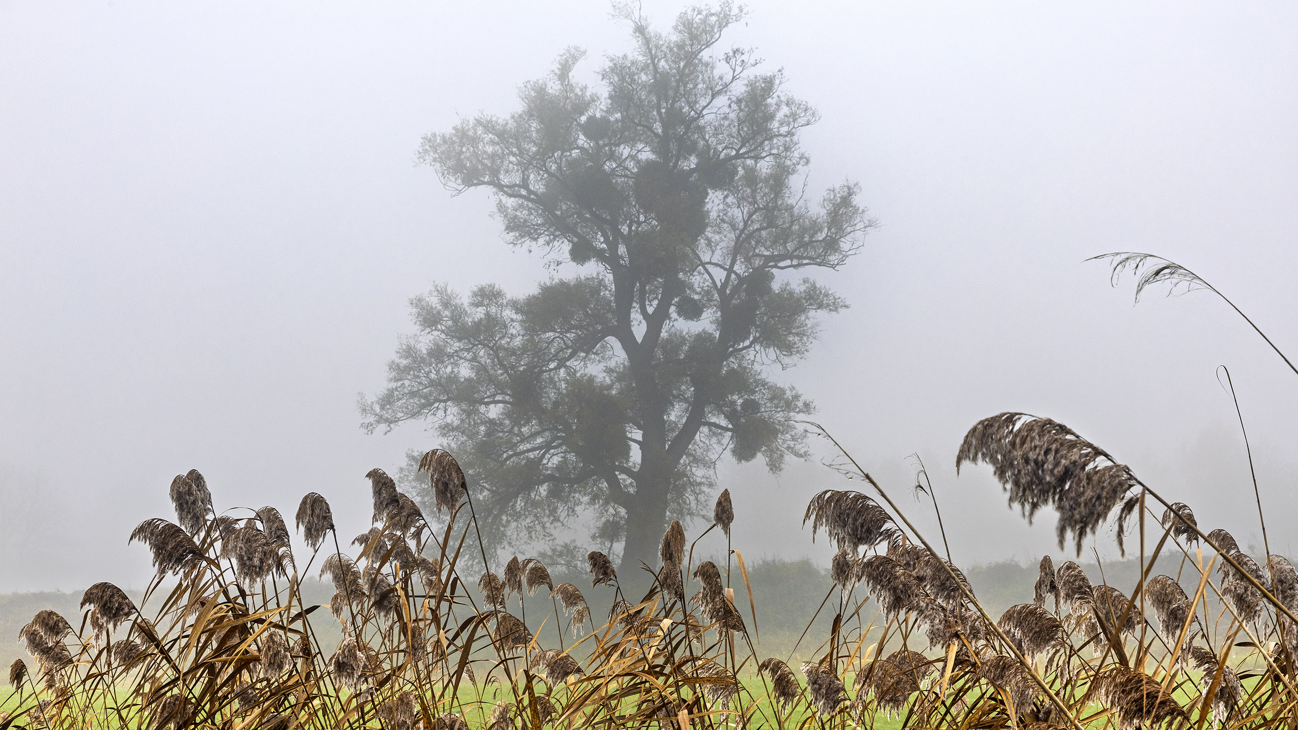 Morgennebel bei Trebur am Rhein.