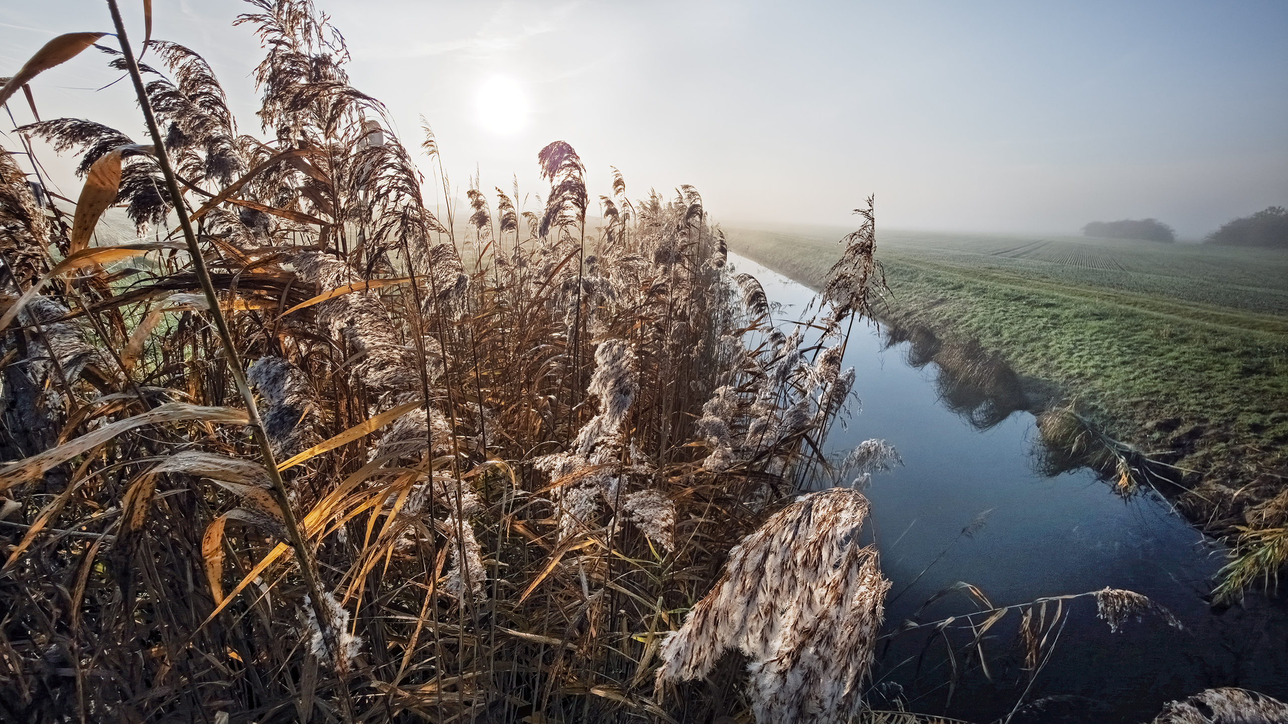 Morgennebel bei Trebur am Rhein.