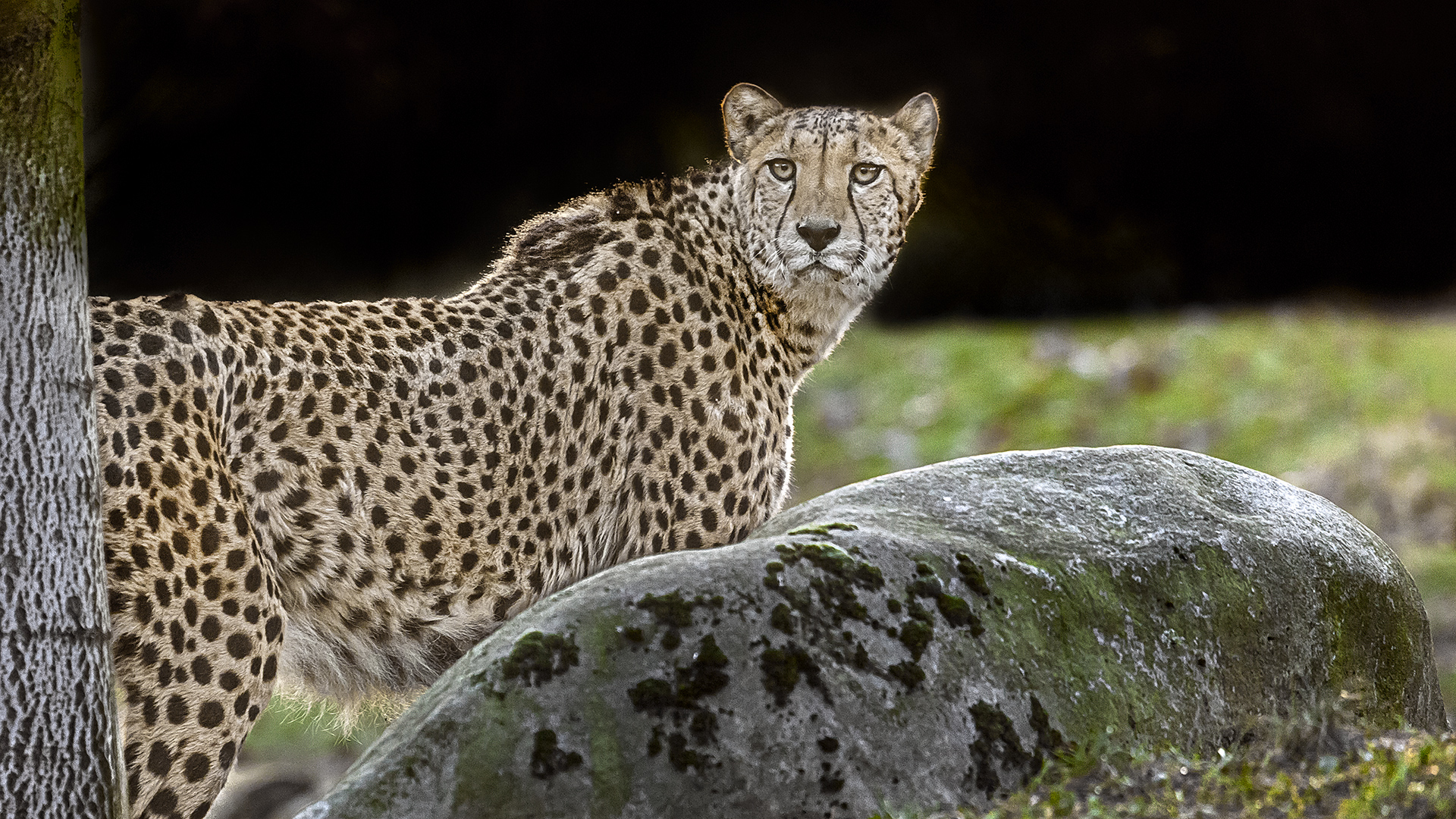 Gepard