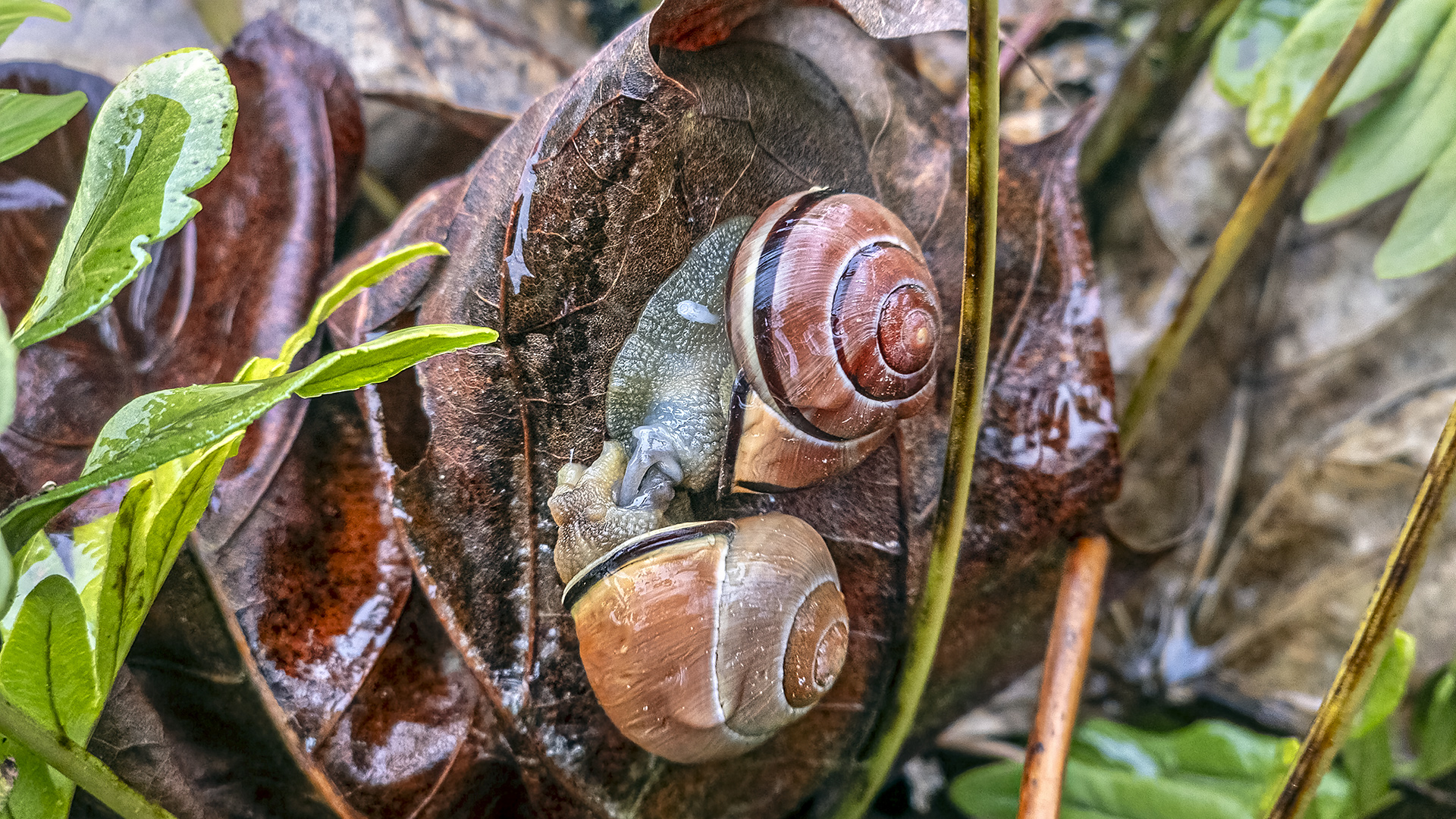 Hain-Bänderschnecken, Kroppacher Schweiz.