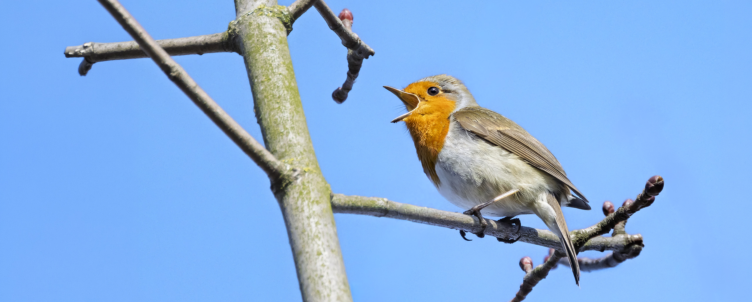 Rotkelchen beim Abendkonzert.