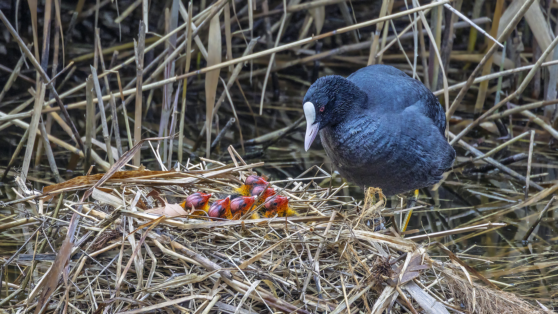 Blässhuhn-Nachwuchs