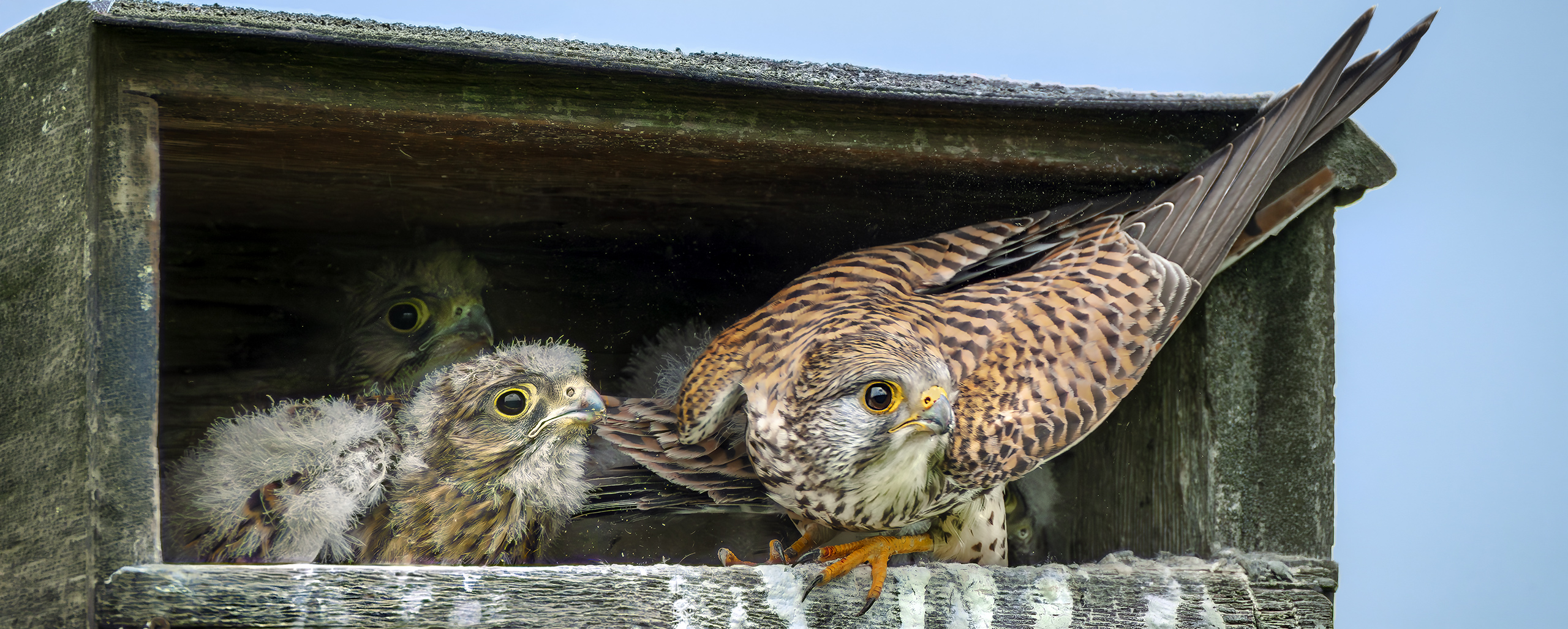 Haben sie den Fotografen entdeckt!?