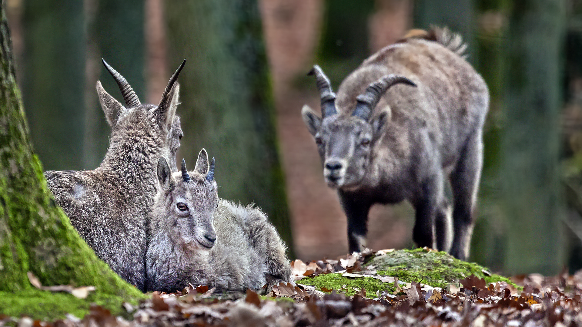 Was willst Du? Hau ab!