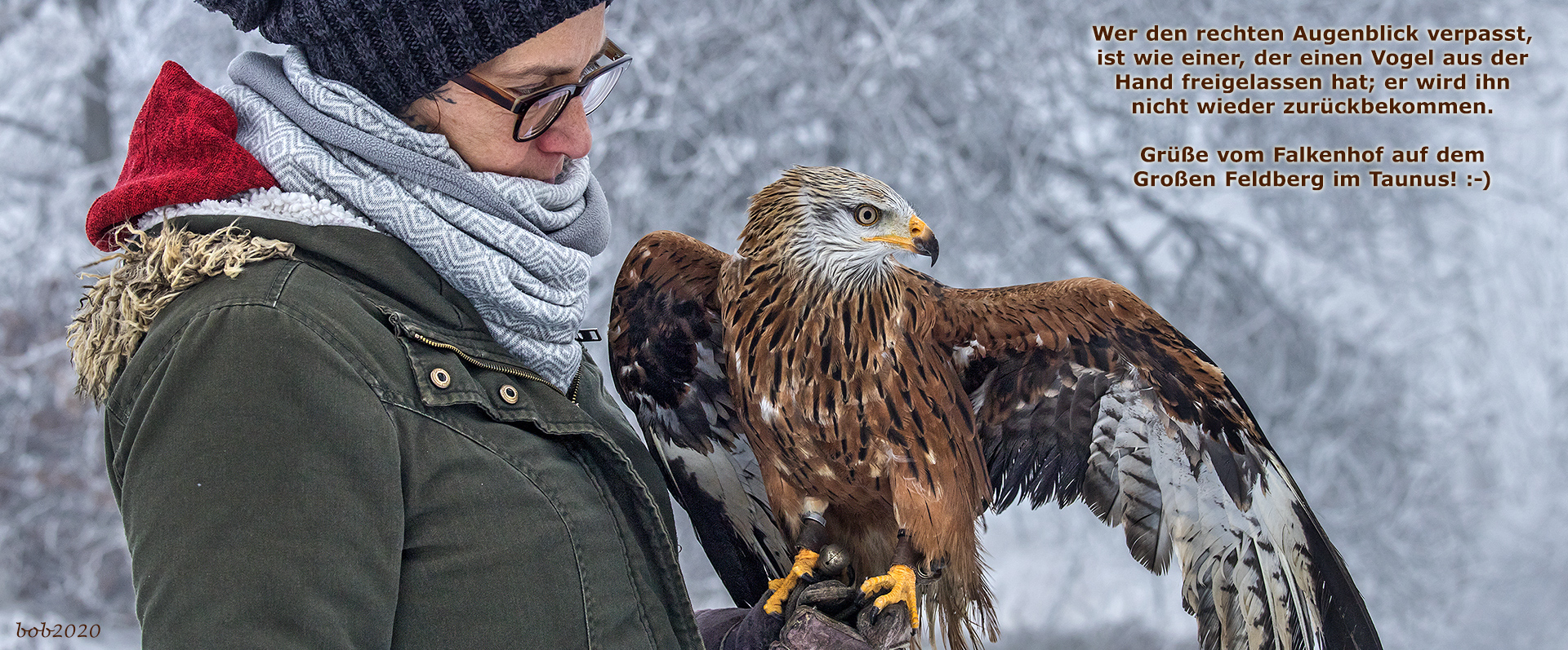 Roter Milan, ausgewachsen.
