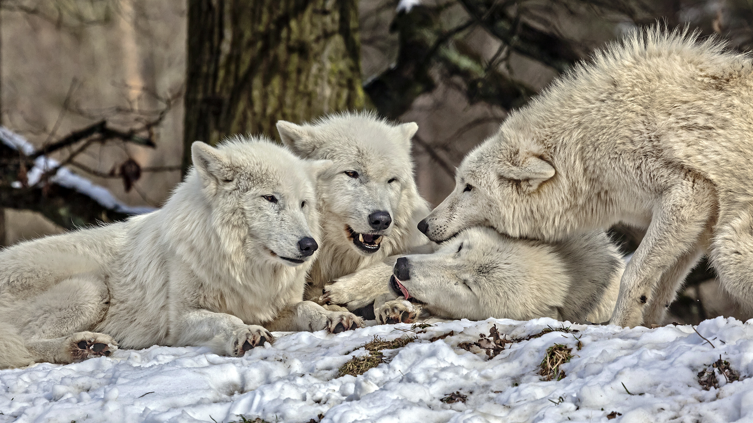 Polarwölfe, WP Hanau-Kleinauheim.