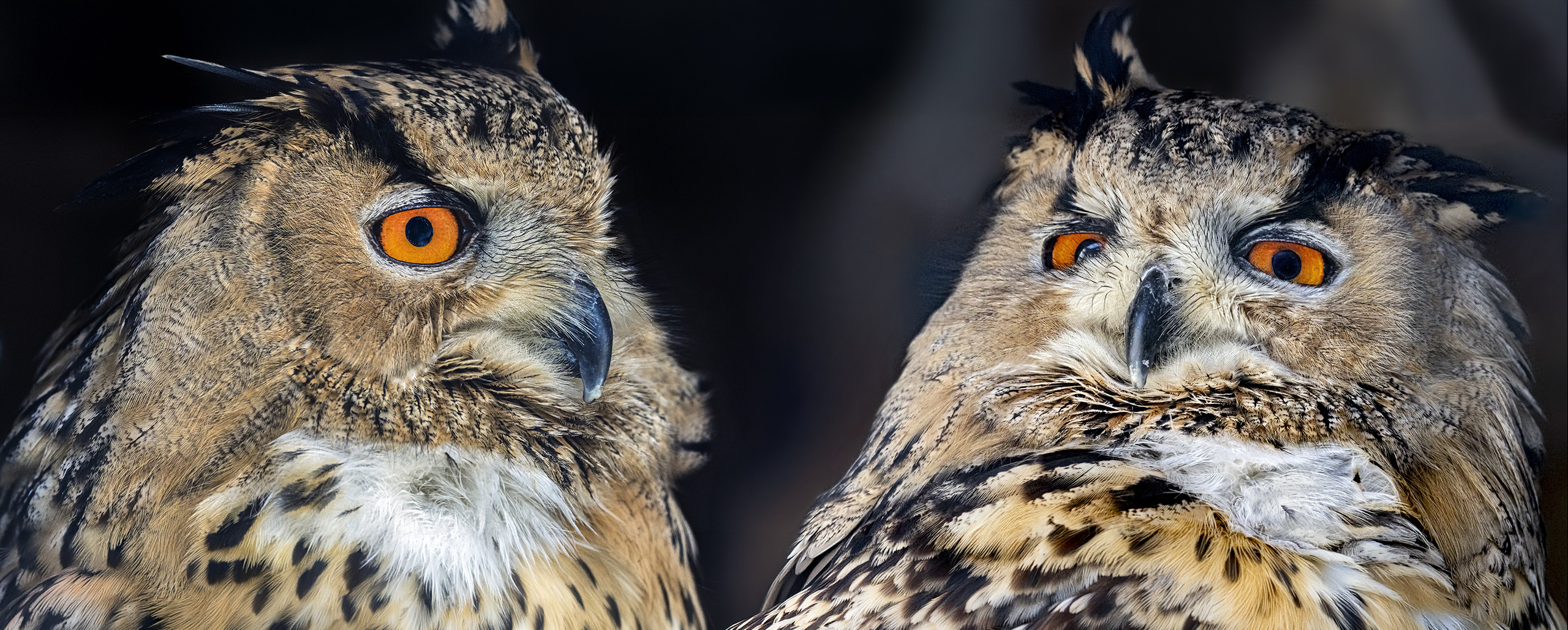Double Eagle Owl (Bubo bubo)