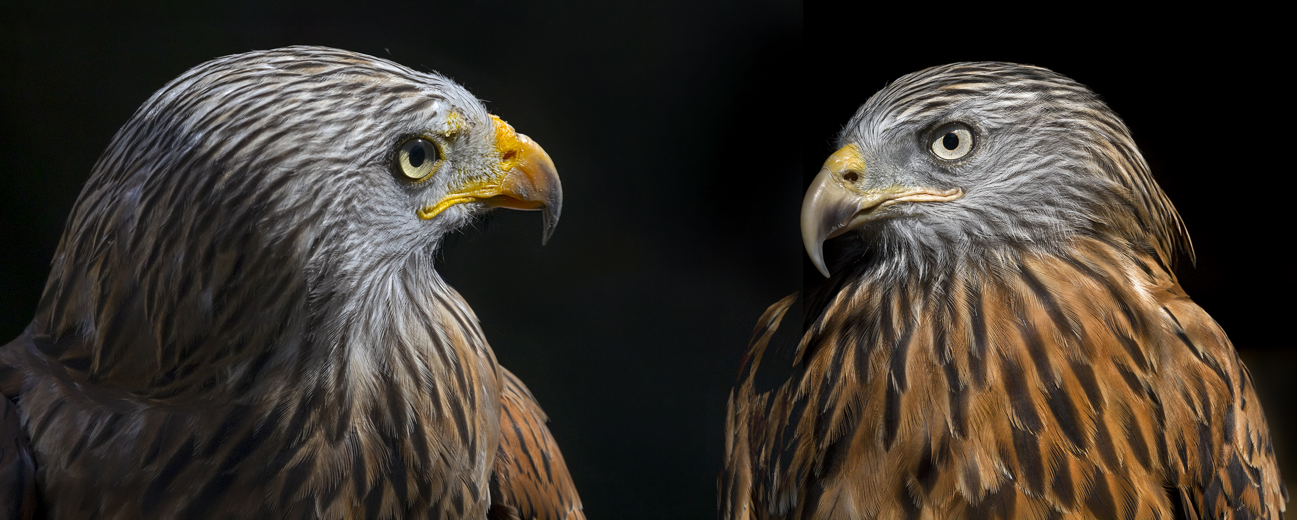 Roter Milan, ausgewachsen.