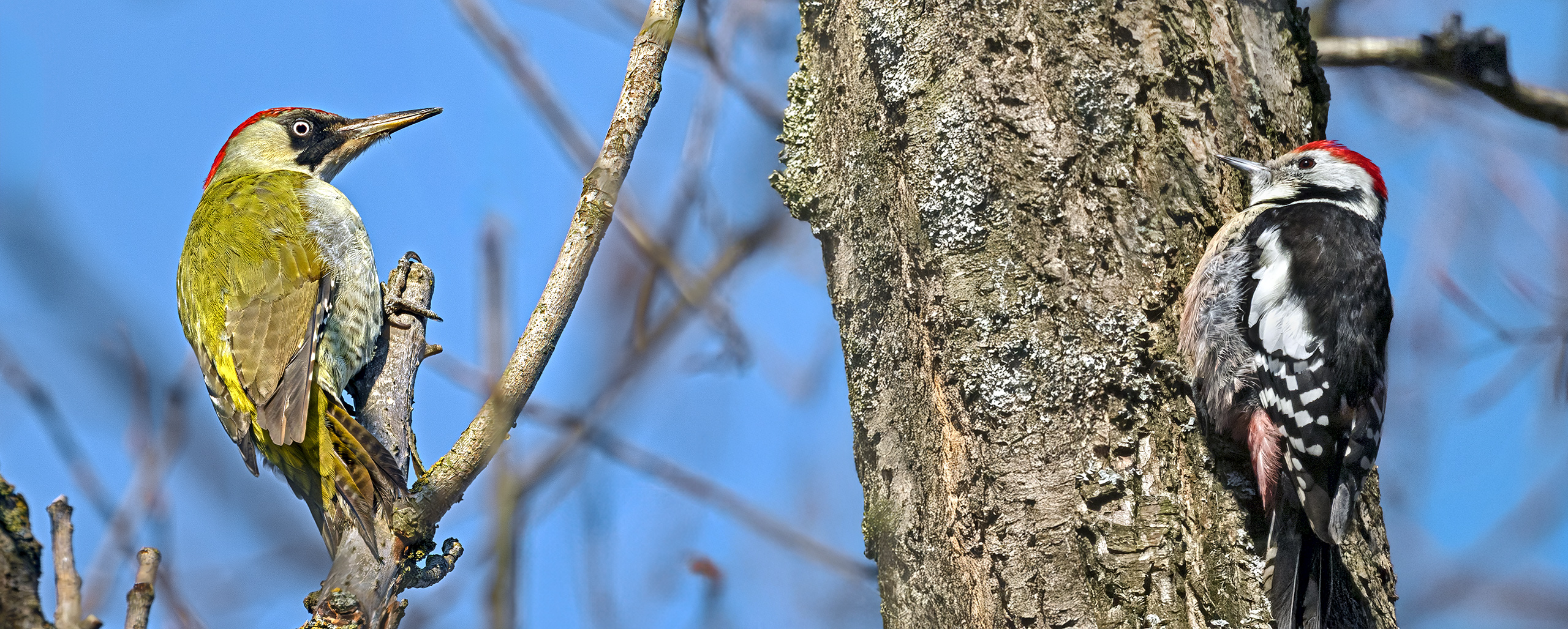 Grünspecht versus Mittelspecht. Fotografiert in der Mittleren Horloff-Aue bzw. im NSG Kirdorfer Feld (Bad Homburg).