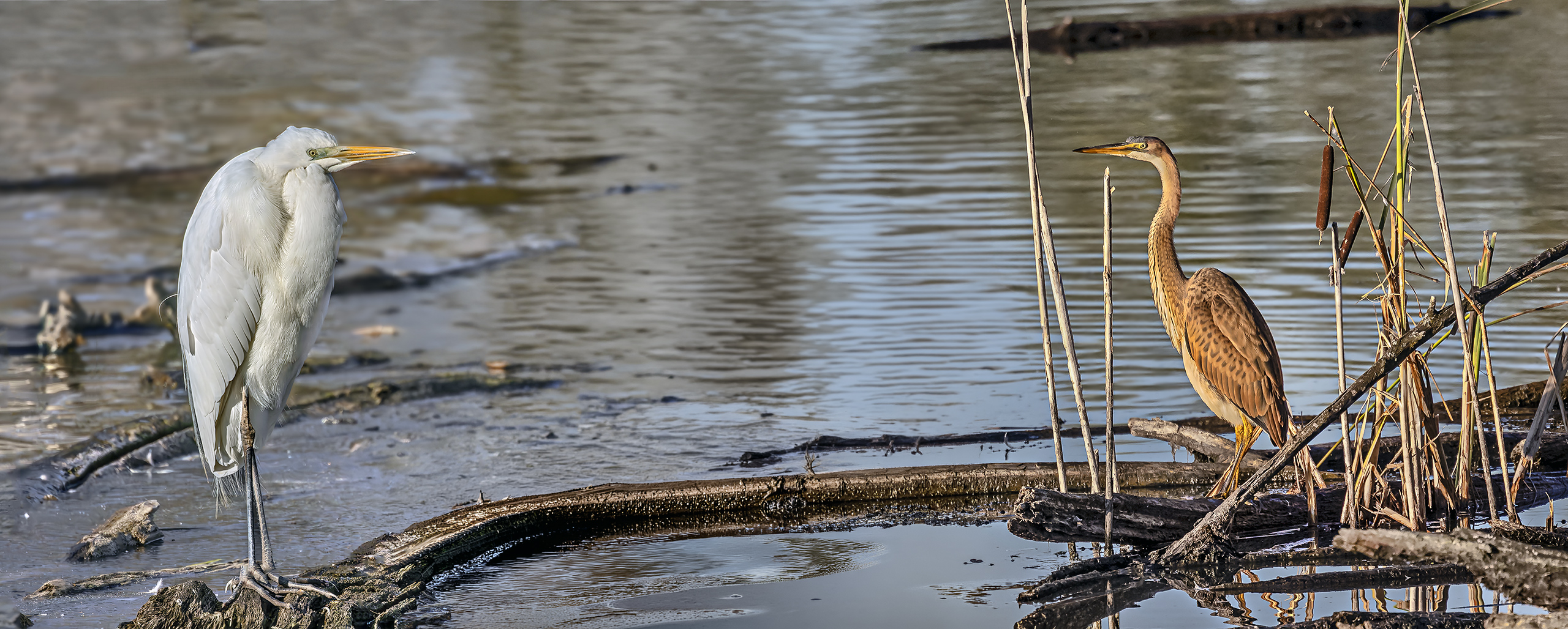 Hey DU! Silberreiher grüßt Purpurreiher.