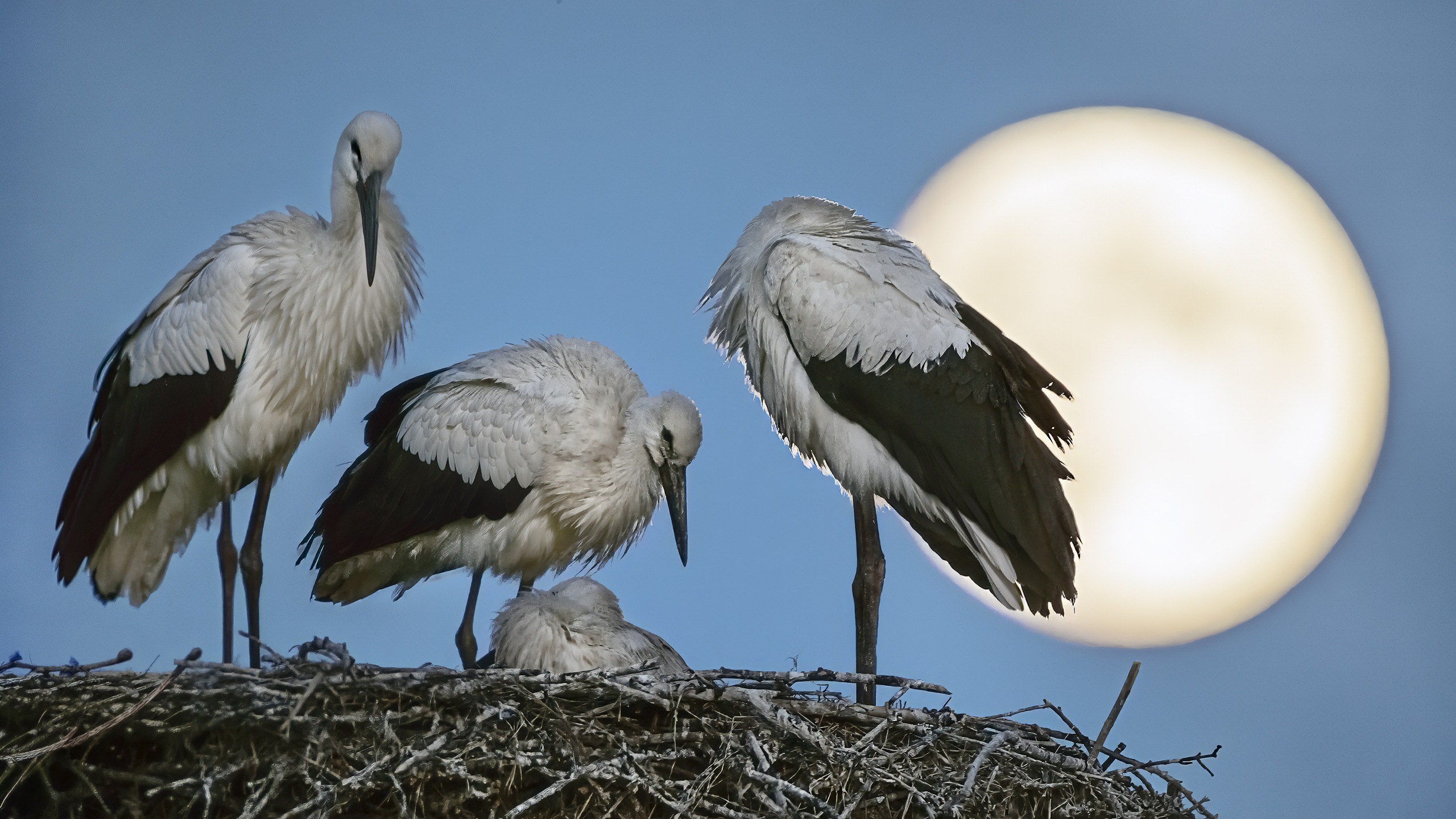 Moonlight Serenade for young White Storks