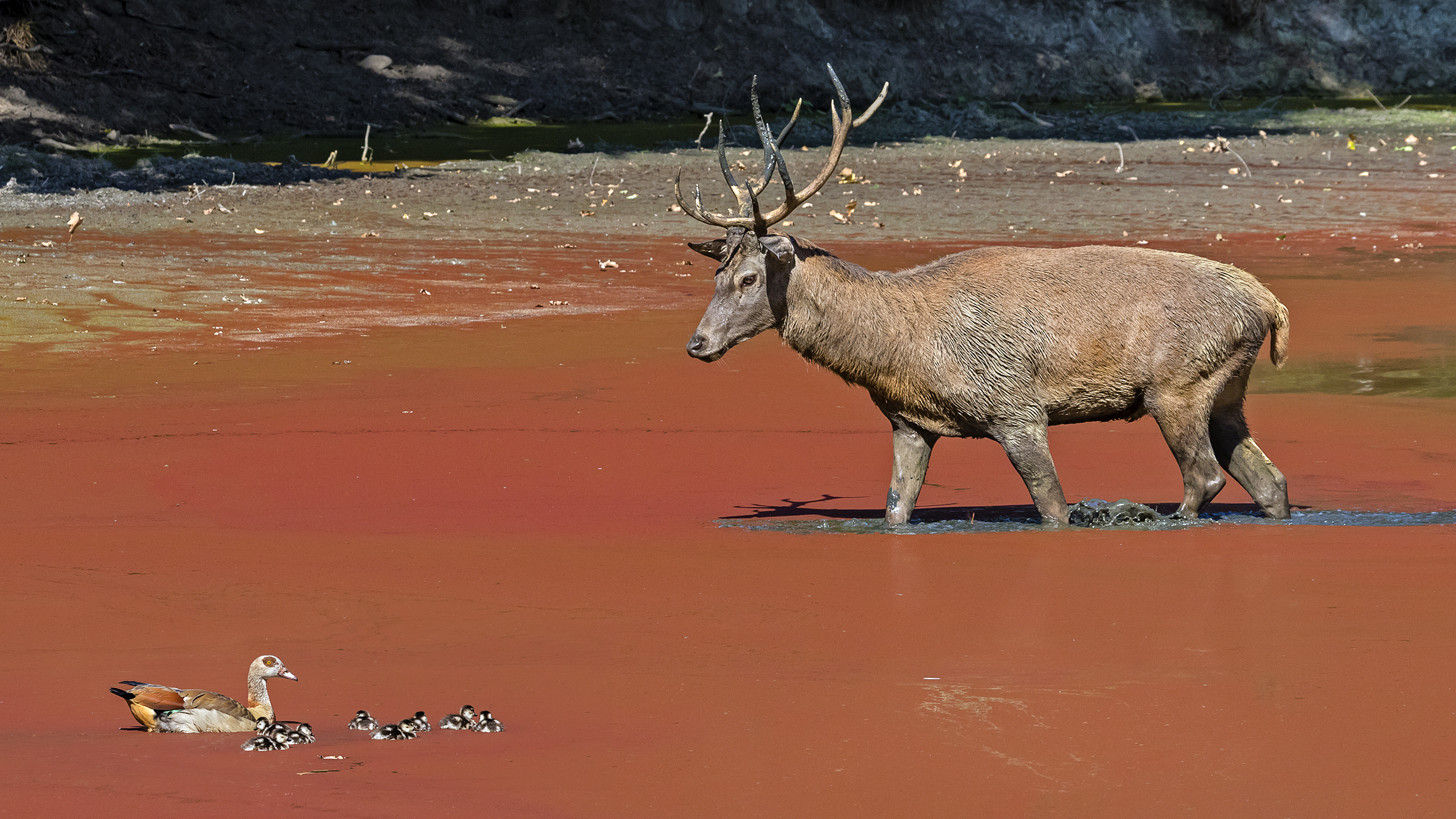 Von Rivalen besiegt, von den Frauen gedemütigt: Rothirsch während der Brunft.