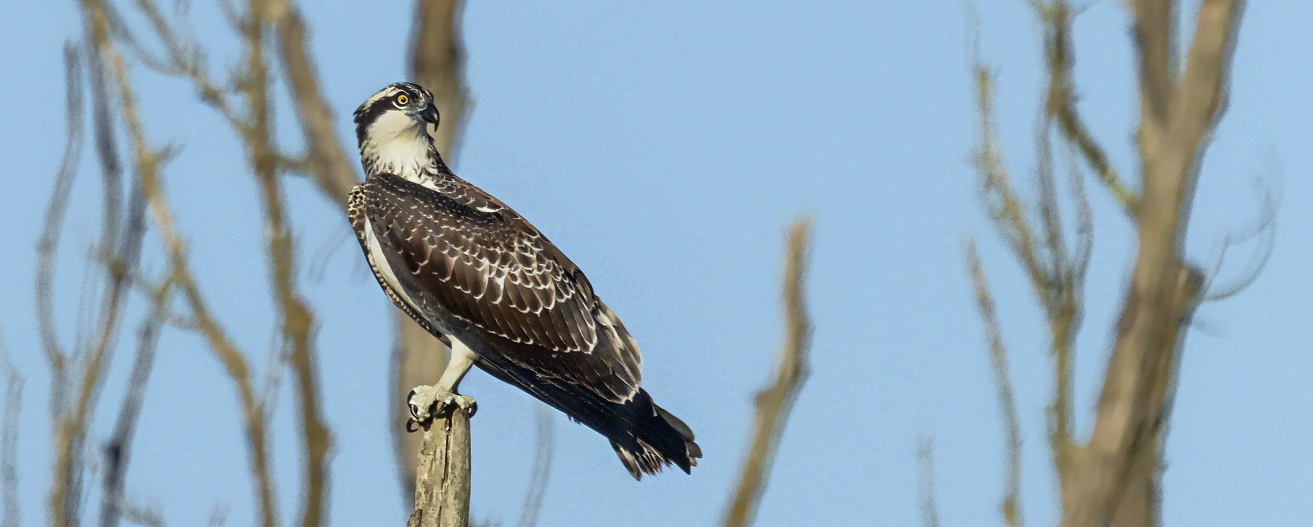 Fischadler, ein seltener Gast in den Horloff-Auen (Wetterau)