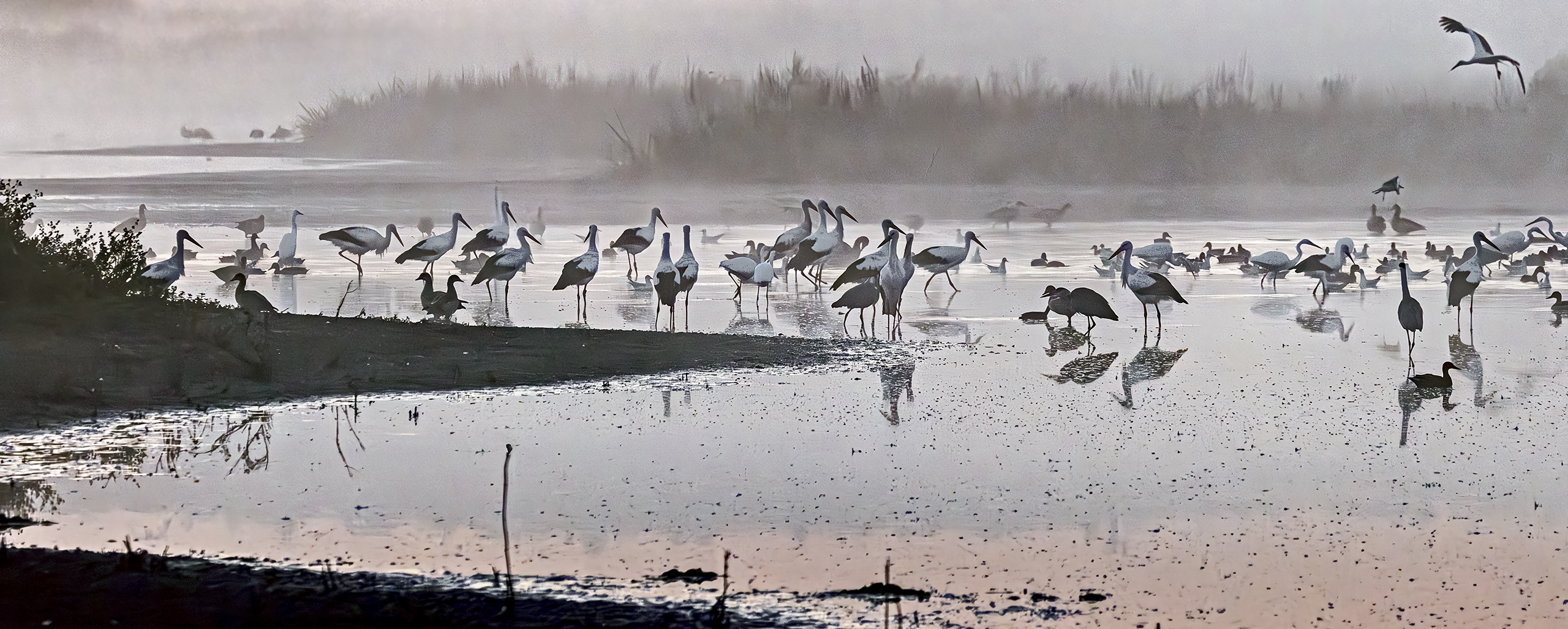 Storchenversammlung vor Sonnernaufgang im Bingenheimer Ried.
