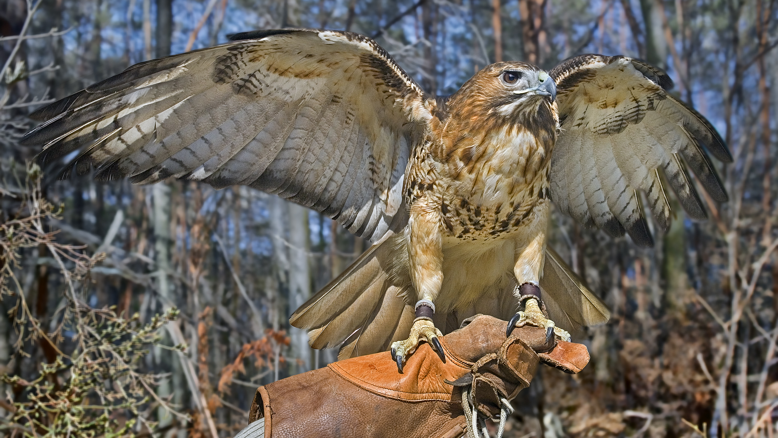 Rotschwanzbussard, Terzel.