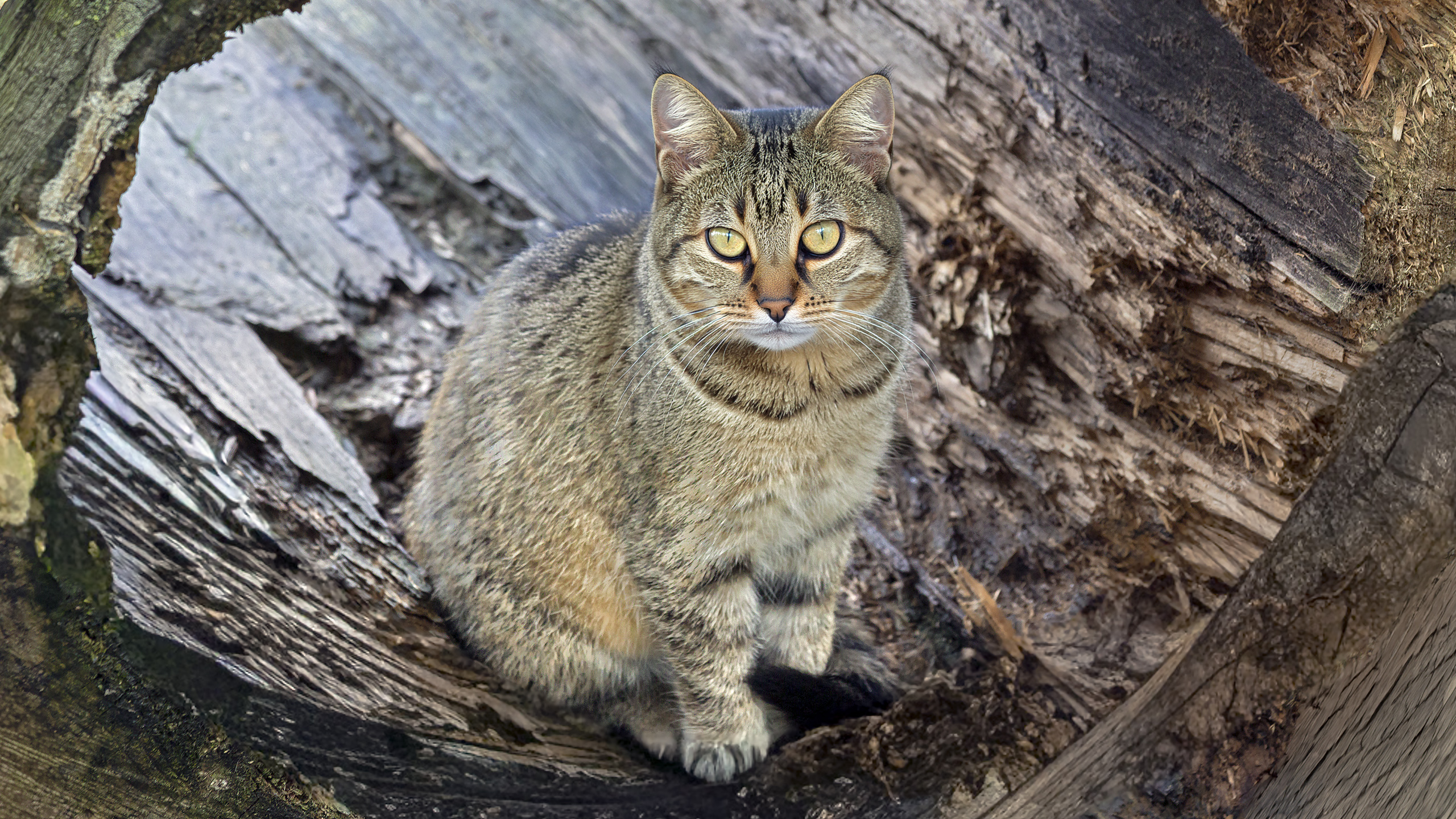 Junge Wildkatze im TP Assling/Kärtnen (AUT). Foto: Ulrike Oettinger.