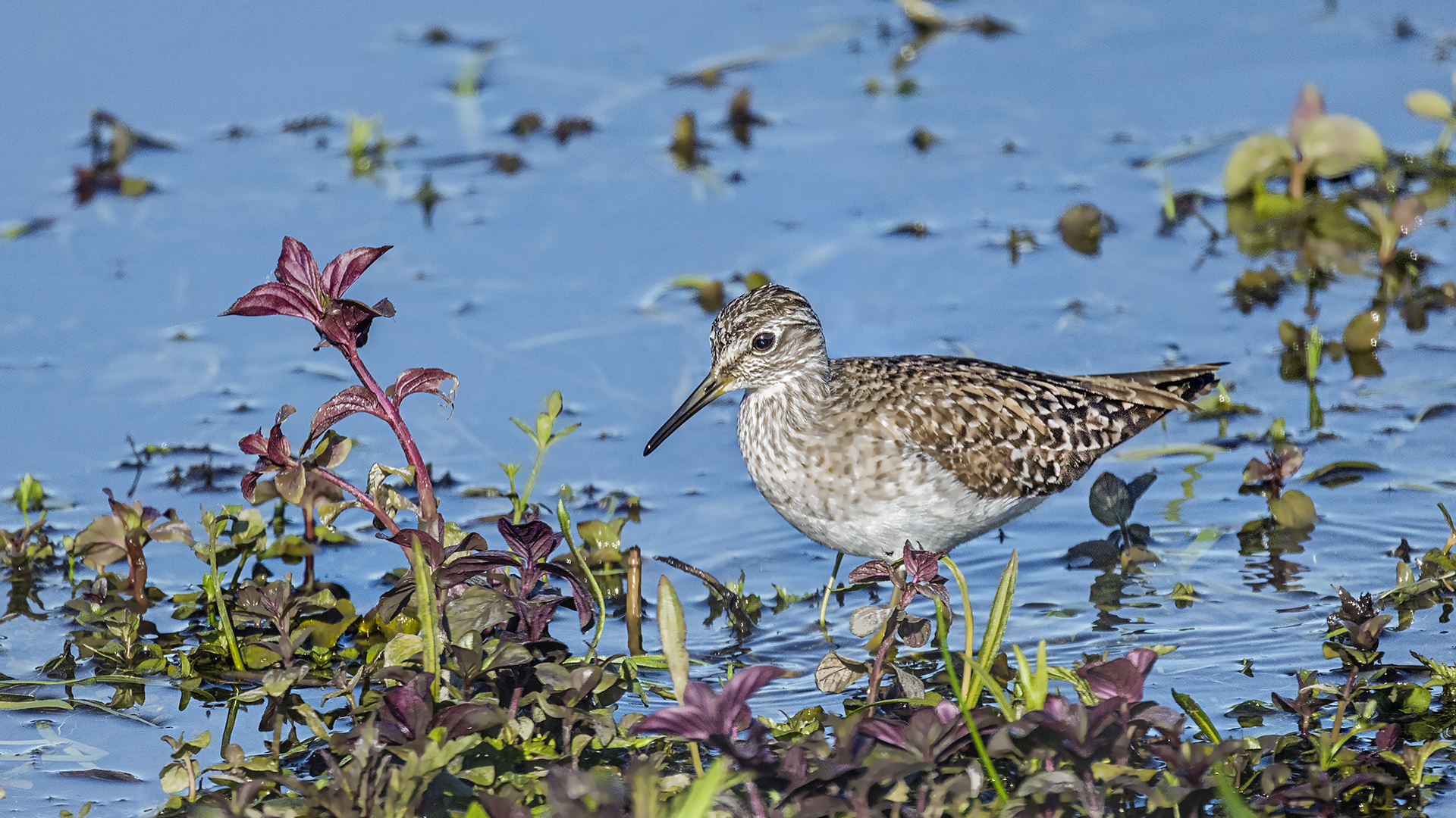 Bruchwasserläufer