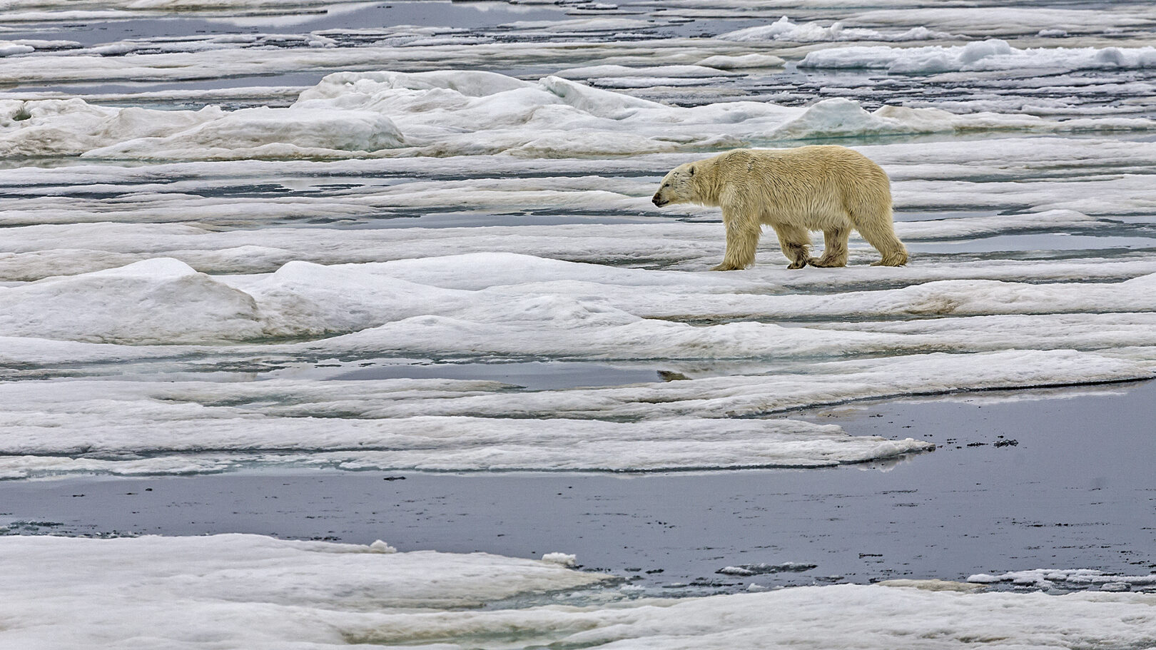 Polarbear