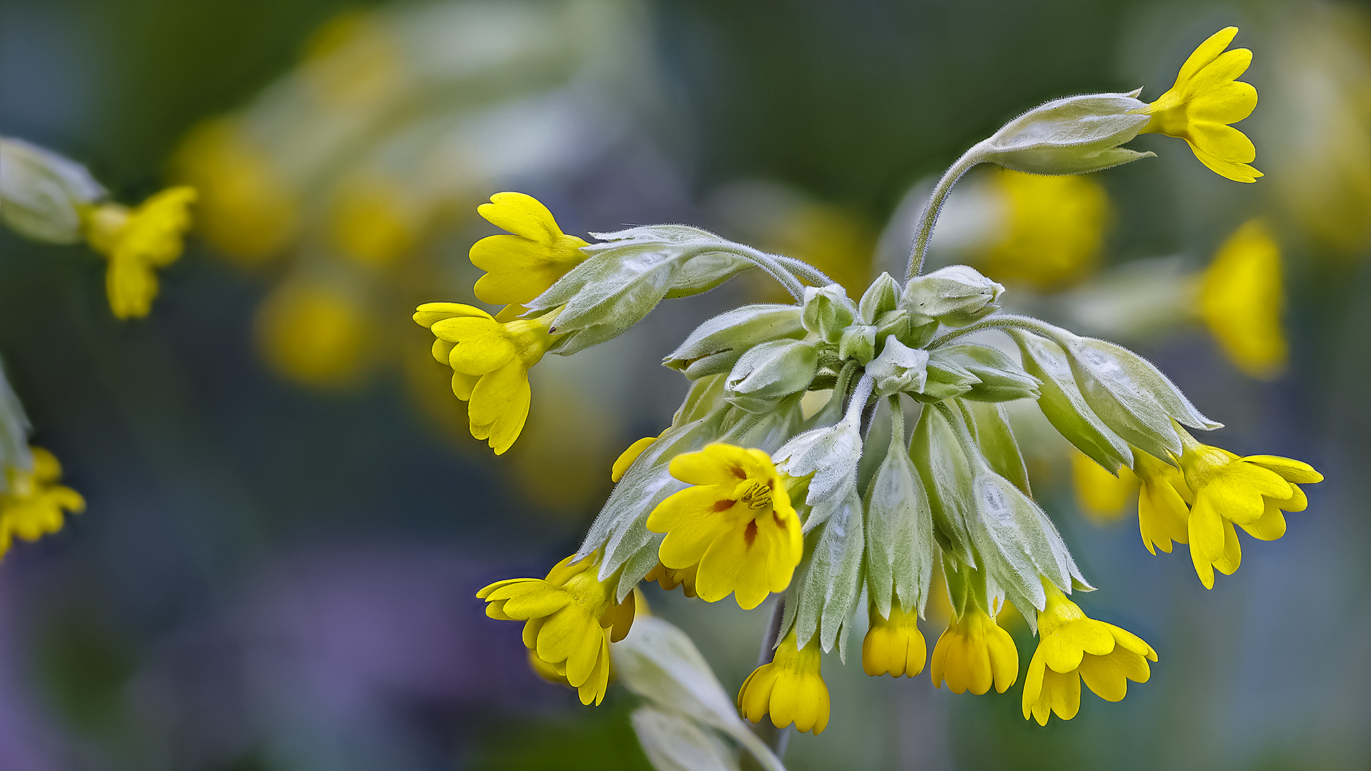 Schlüsselblume