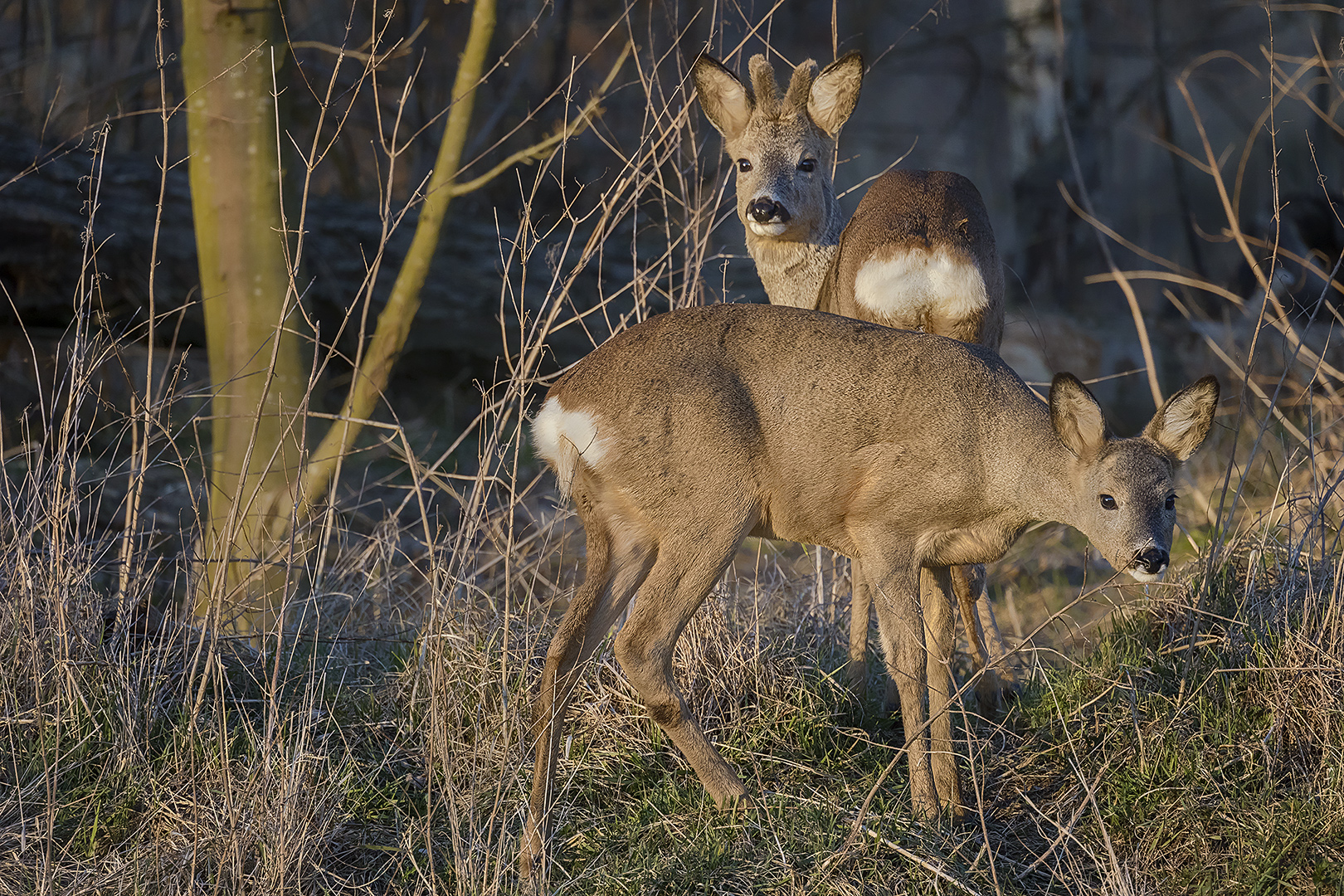 Cherchez - Trovez - abendliches Rendez-vous in den Nidda-Auen.