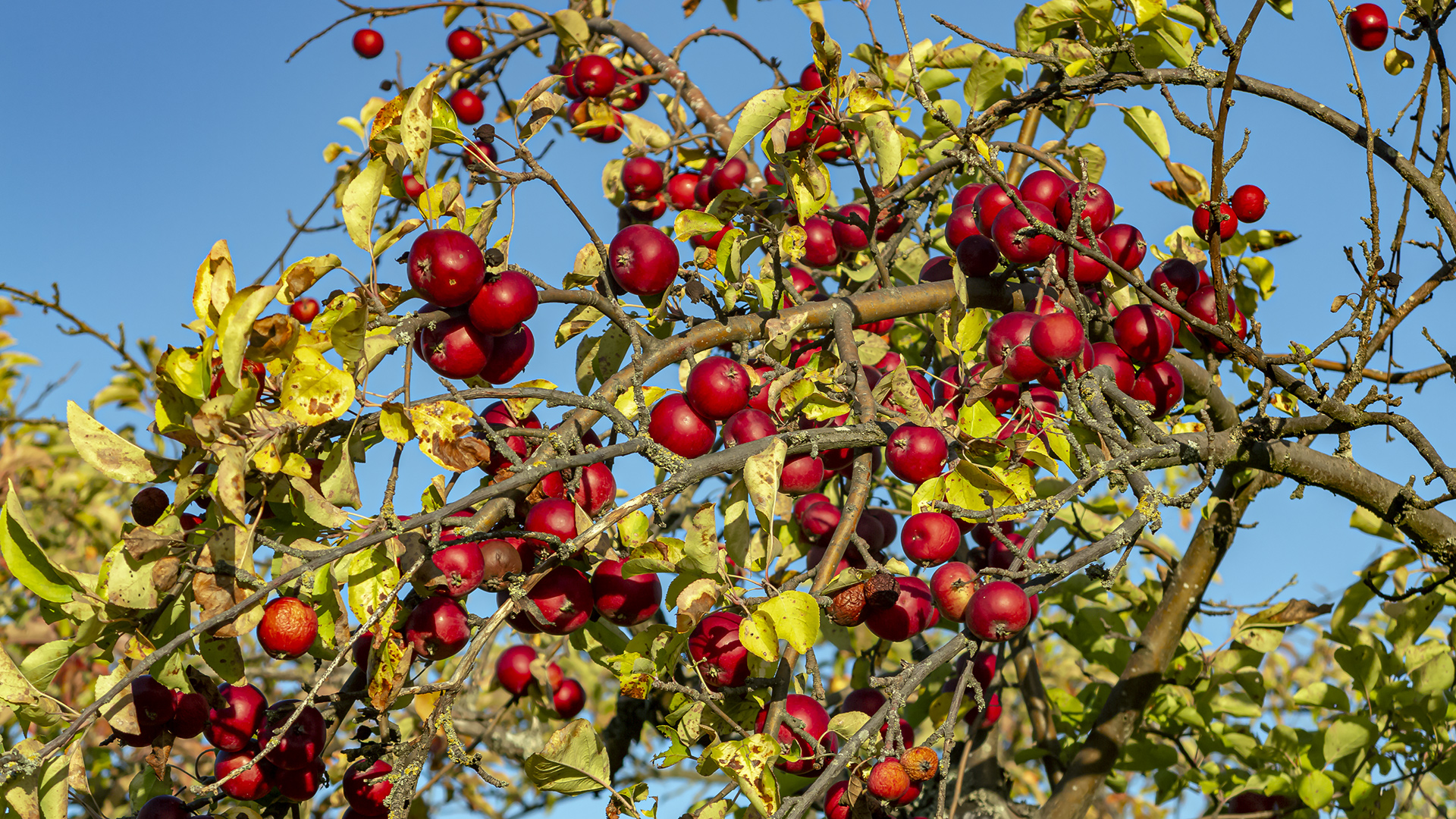 Herbstzeit ist Erntezeit.