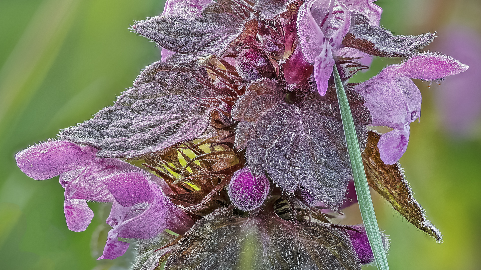 Purpurrote Taubnessel
