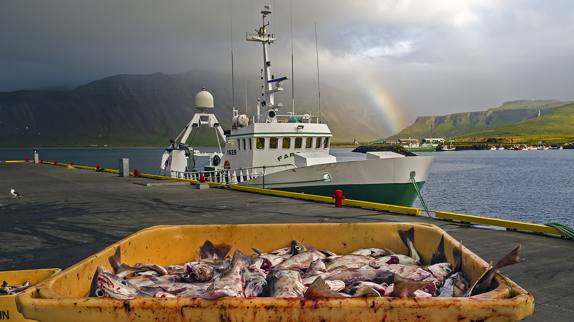 Im Fischereihafen von Grundarfjördur.