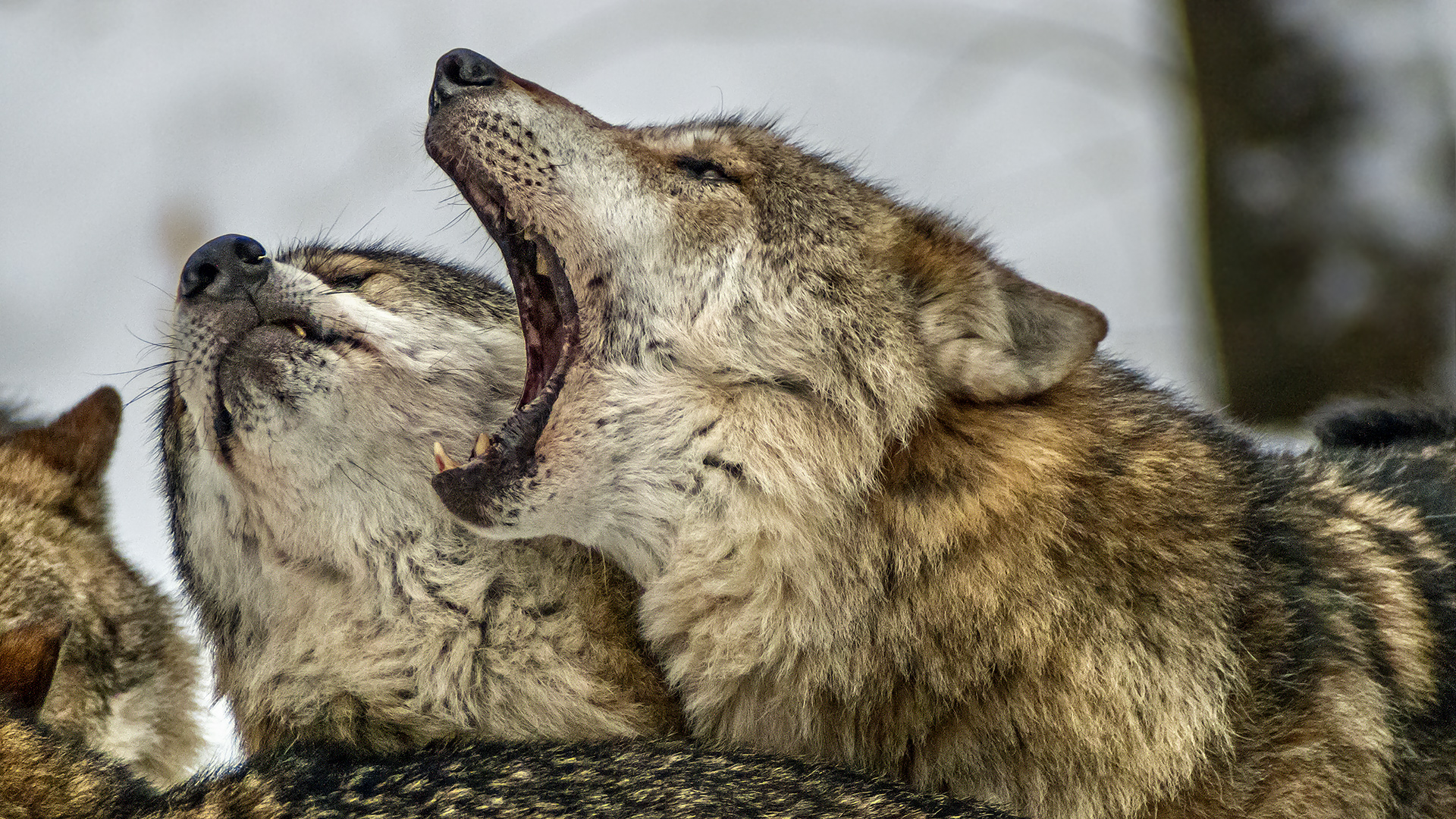 Grauwolf - beobachtet im NP Bayerischer Wald, Tierfreigelände.