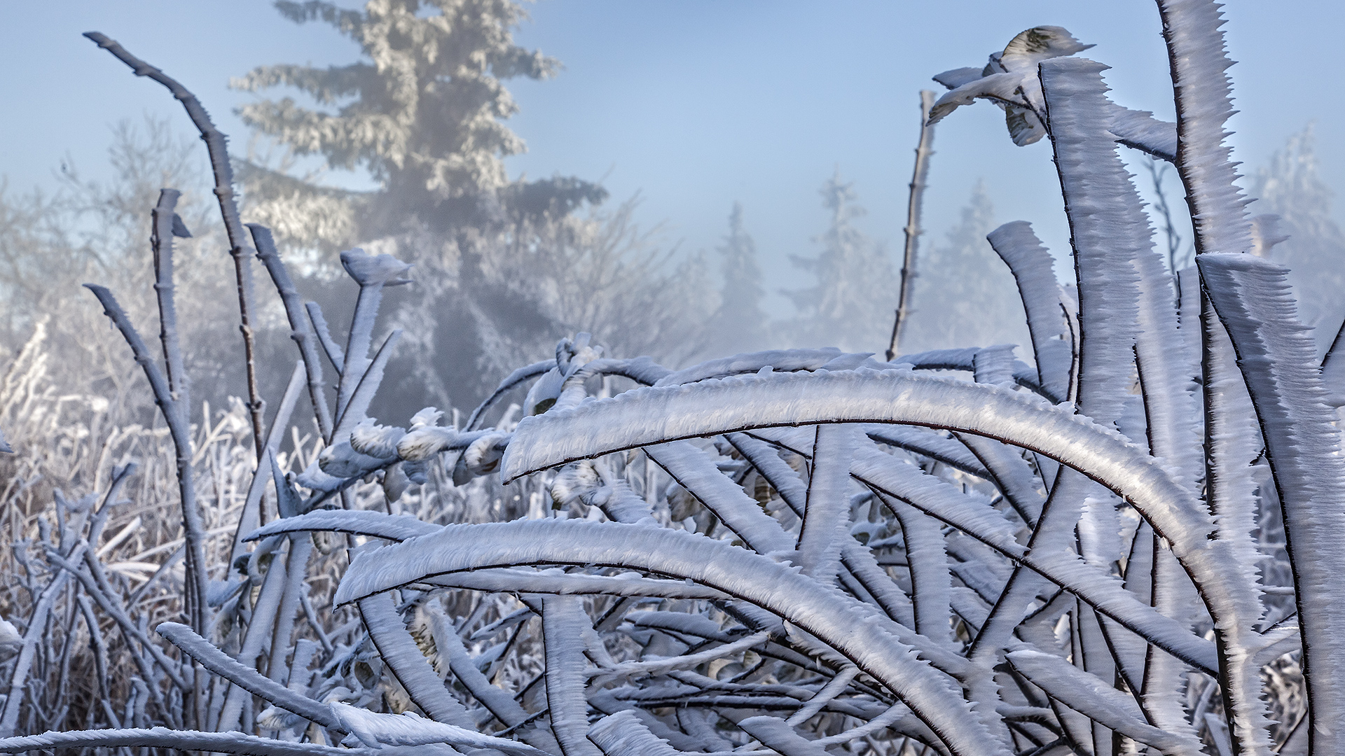 Väterchen Frost schafft einen einmaligen Märchenwald auf dem Großen Feldberg im Taunus.