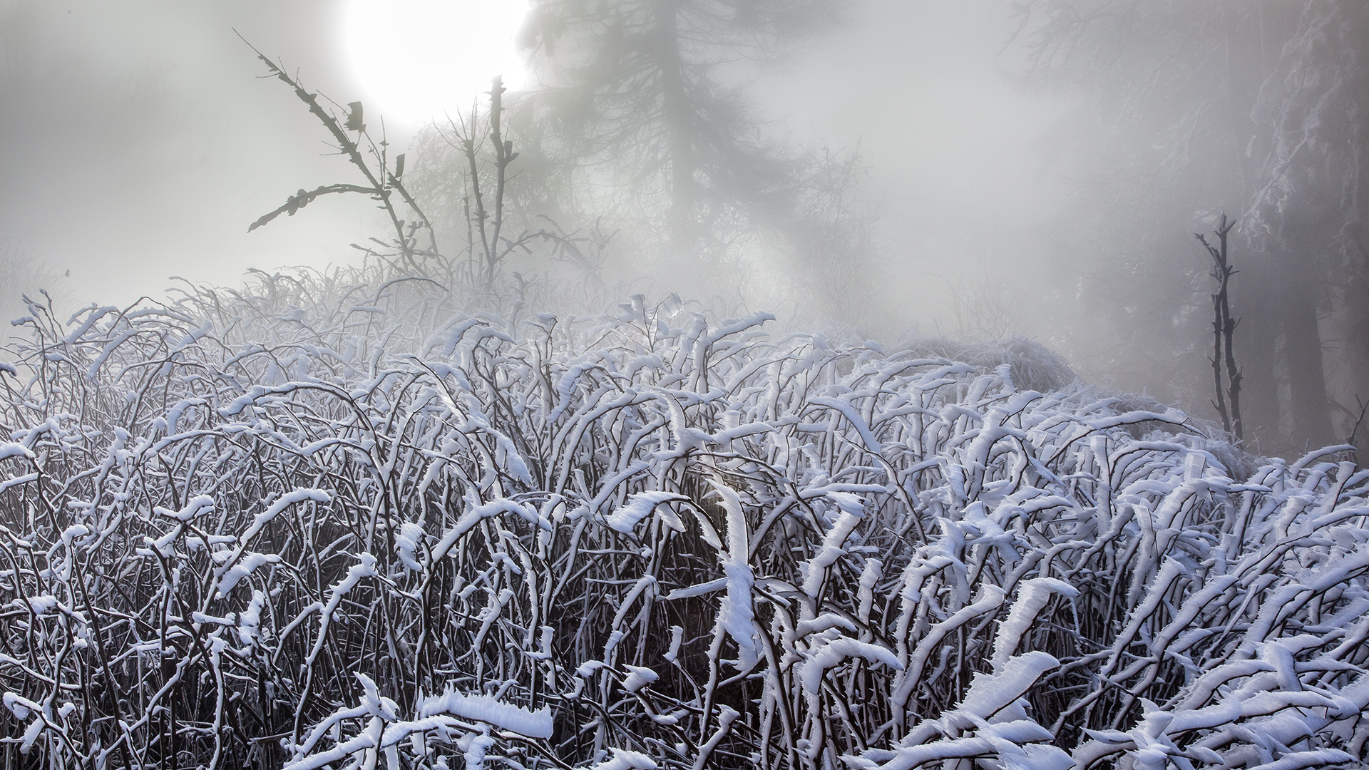 Väterchen Frost schafft einen einmaligen Märchenwald auf dem Großen Feldberg im Taunus.