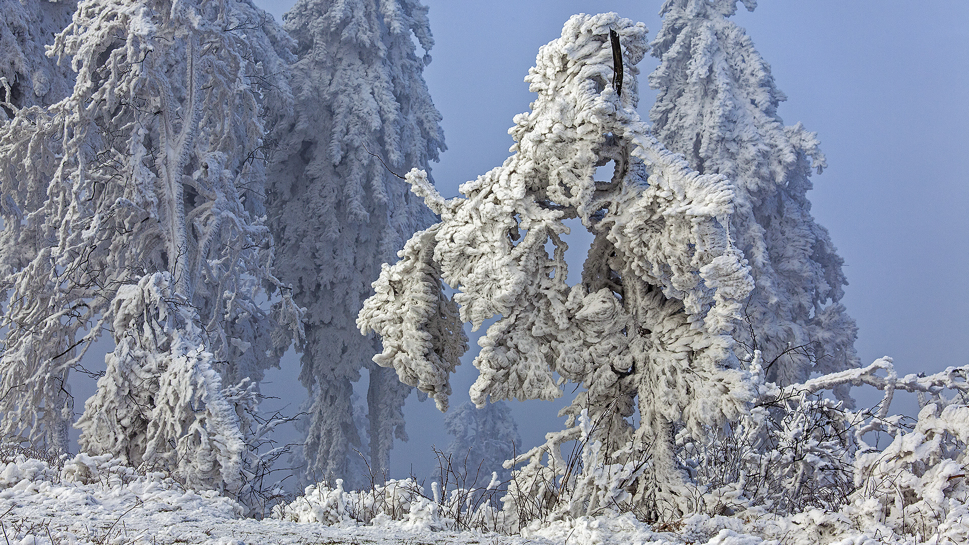 Väterchen Frost schafft einen einmaligen Märchenwald auf dem Großen Feldberg im Taunus.